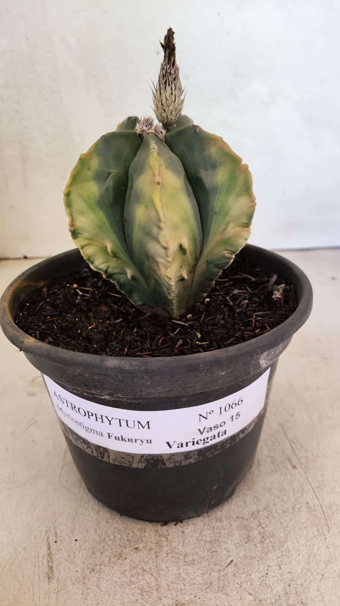 ASTROPHYTUM Myriostigma FUKURYU "Variegata" Nº 1066 – vaso 15 - foto 2