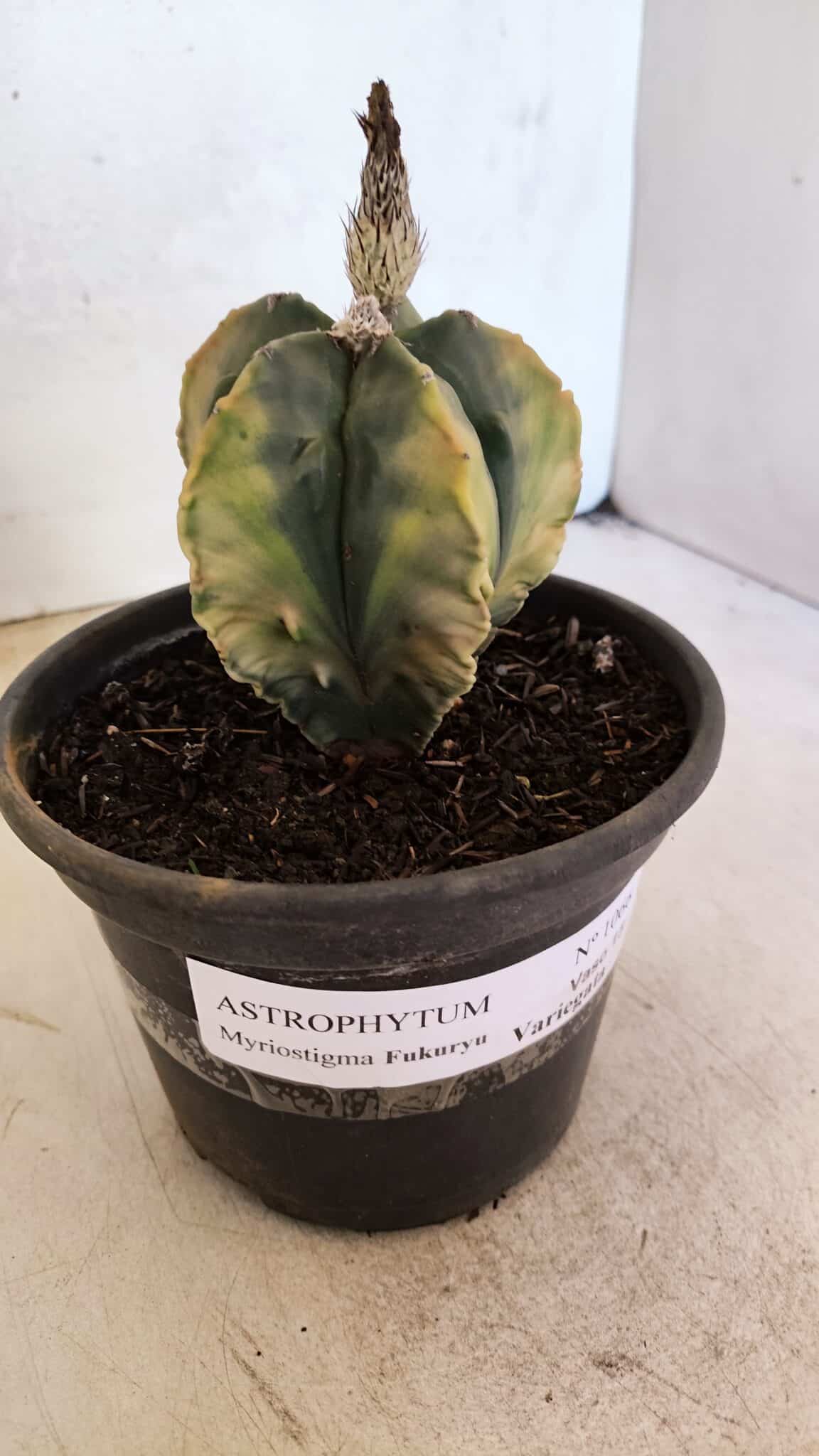 ASTROPHYTUM Myriostigma FUKURYU "Variegata" Nº 1066 – vaso 15 - foto 9
