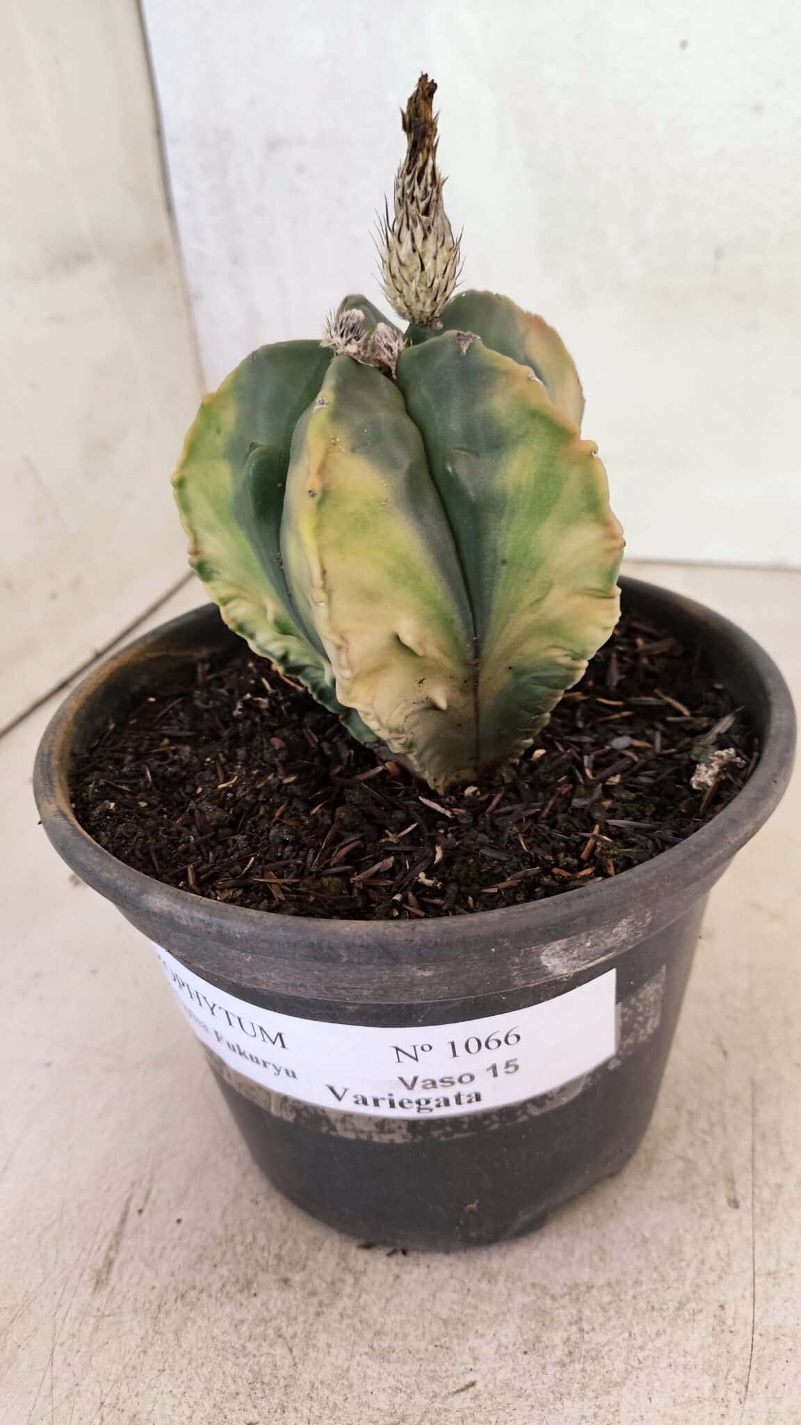 ASTROPHYTUM Myriostigma FUKURYU "Variegata" Nº 1066 – vaso 15 - foto 8