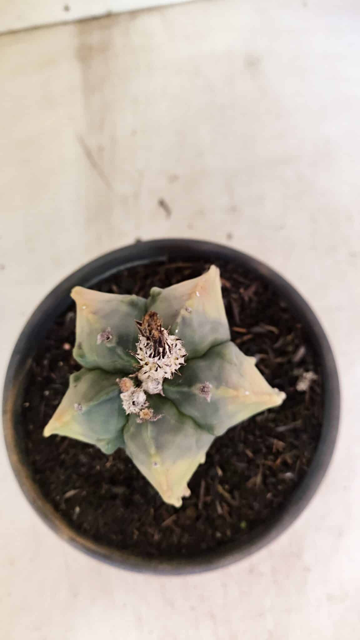 ASTROPHYTUM Myriostigma FUKURYU "Variegata" Nº 1066 – vaso 15 - foto 3