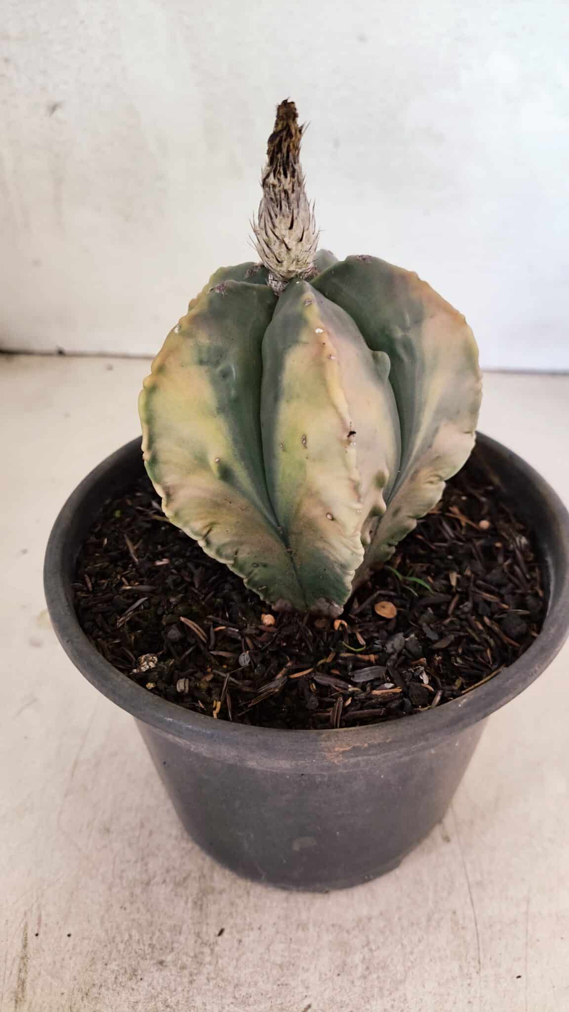 ASTROPHYTUM Myriostigma FUKURYU "Variegata" Nº 1066 – vaso 15 - foto 7