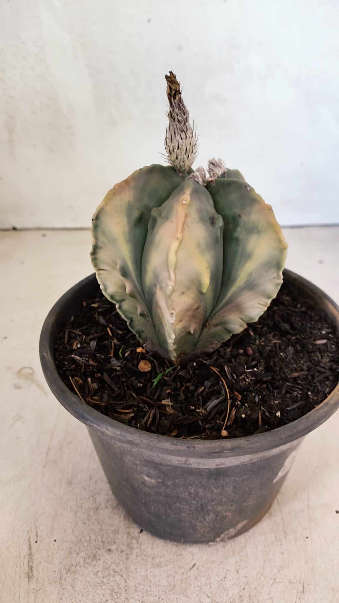 ASTROPHYTUM Myriostigma FUKURYU "Variegata" Nº 1066 – vaso 15 - foto 6