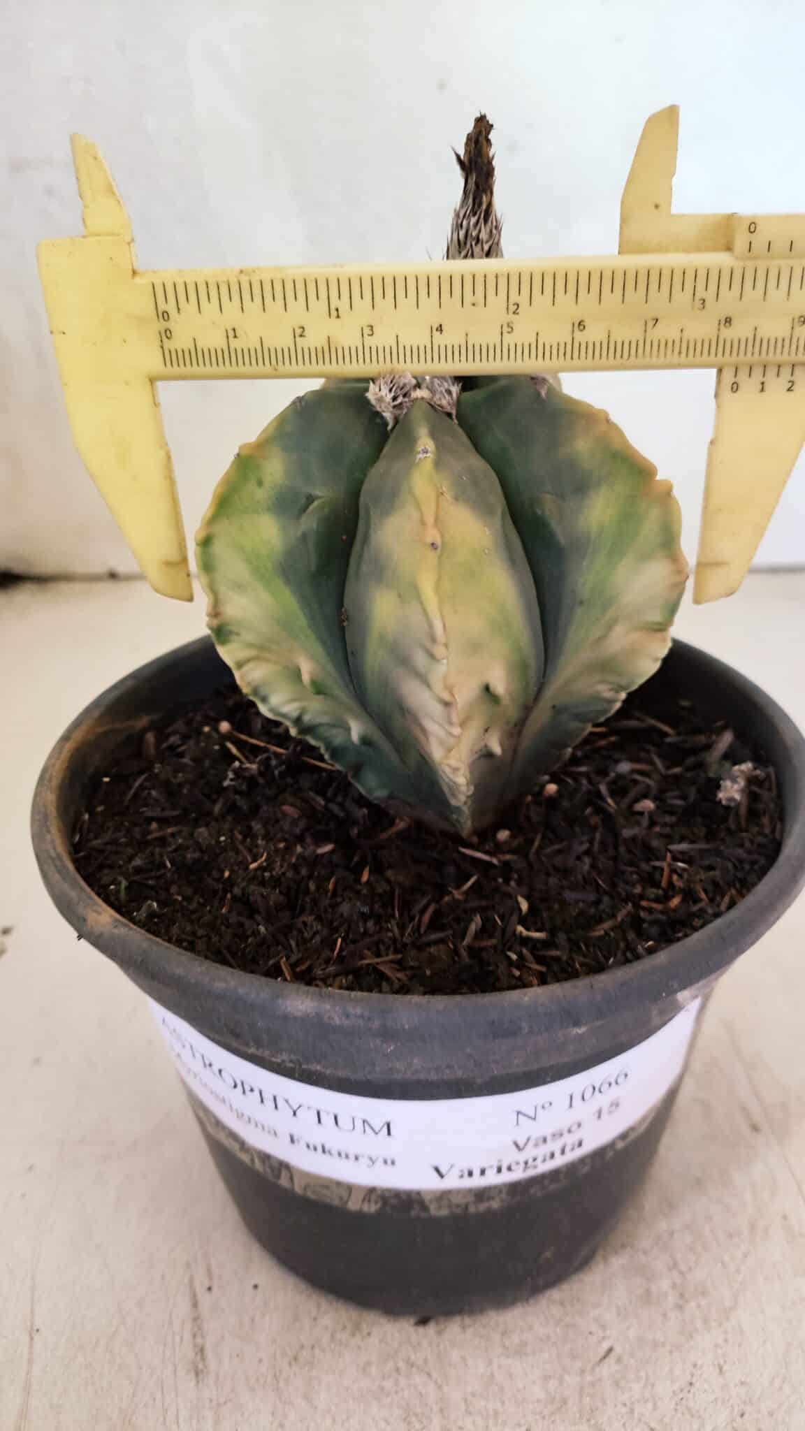 ASTROPHYTUM Myriostigma FUKURYU "Variegata" Nº 1066 – vaso 15 - foto 4