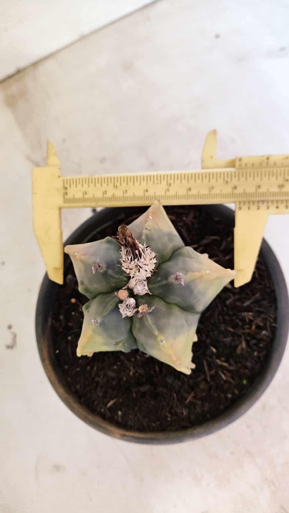 ASTROPHYTUM Myriostigma FUKURYU "Variegata" Nº 1066 – vaso 15 - foto 5