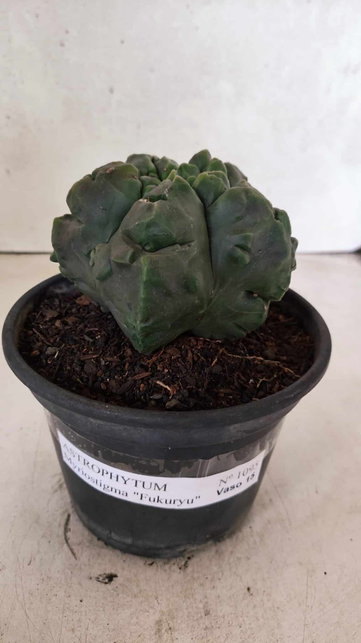 MATRIZ ASTROPHYTUM Myriostigma FUKURYU Nº 1095 – vaso 15 - foto 2