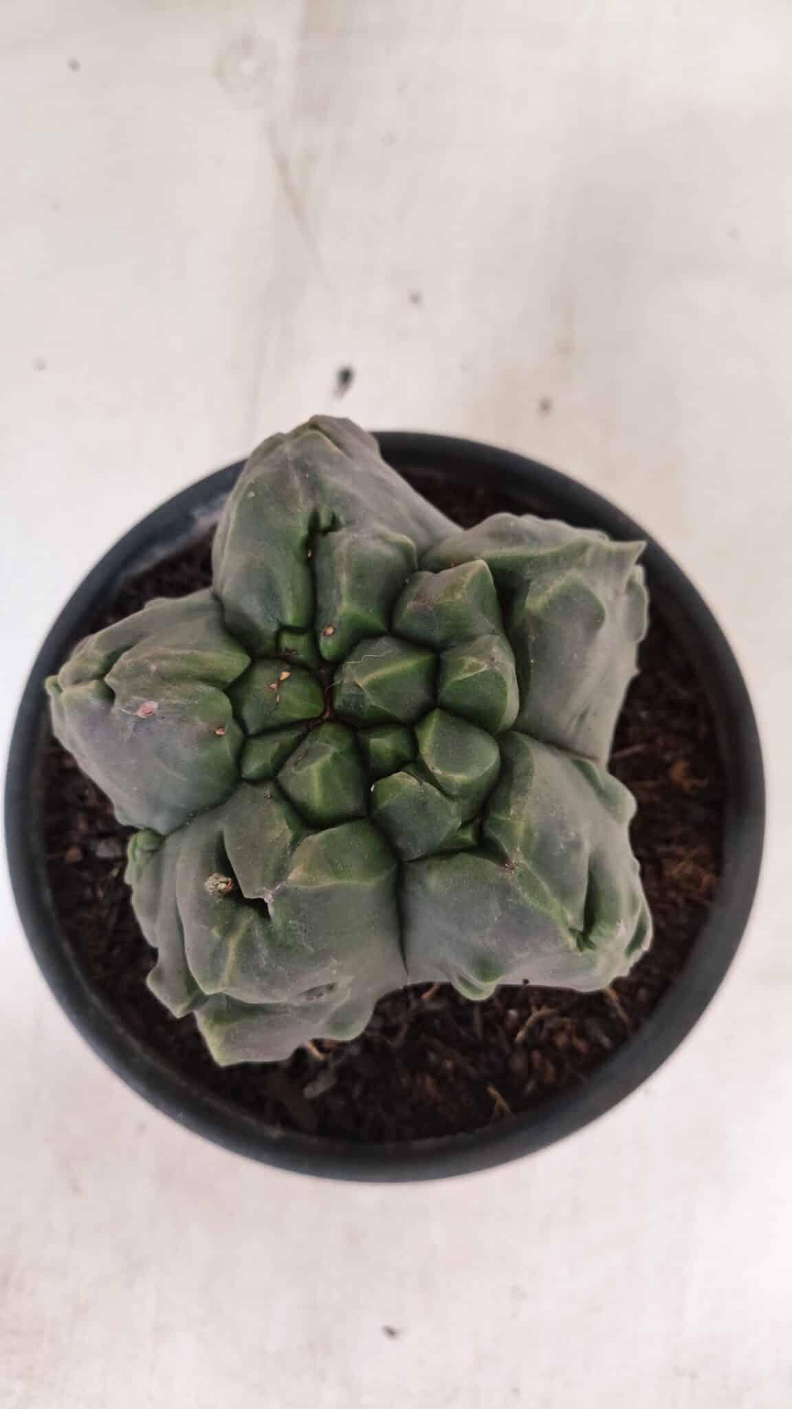 MATRIZ ASTROPHYTUM Myriostigma FUKURYU Nº 1095 – vaso 15 - foto 3