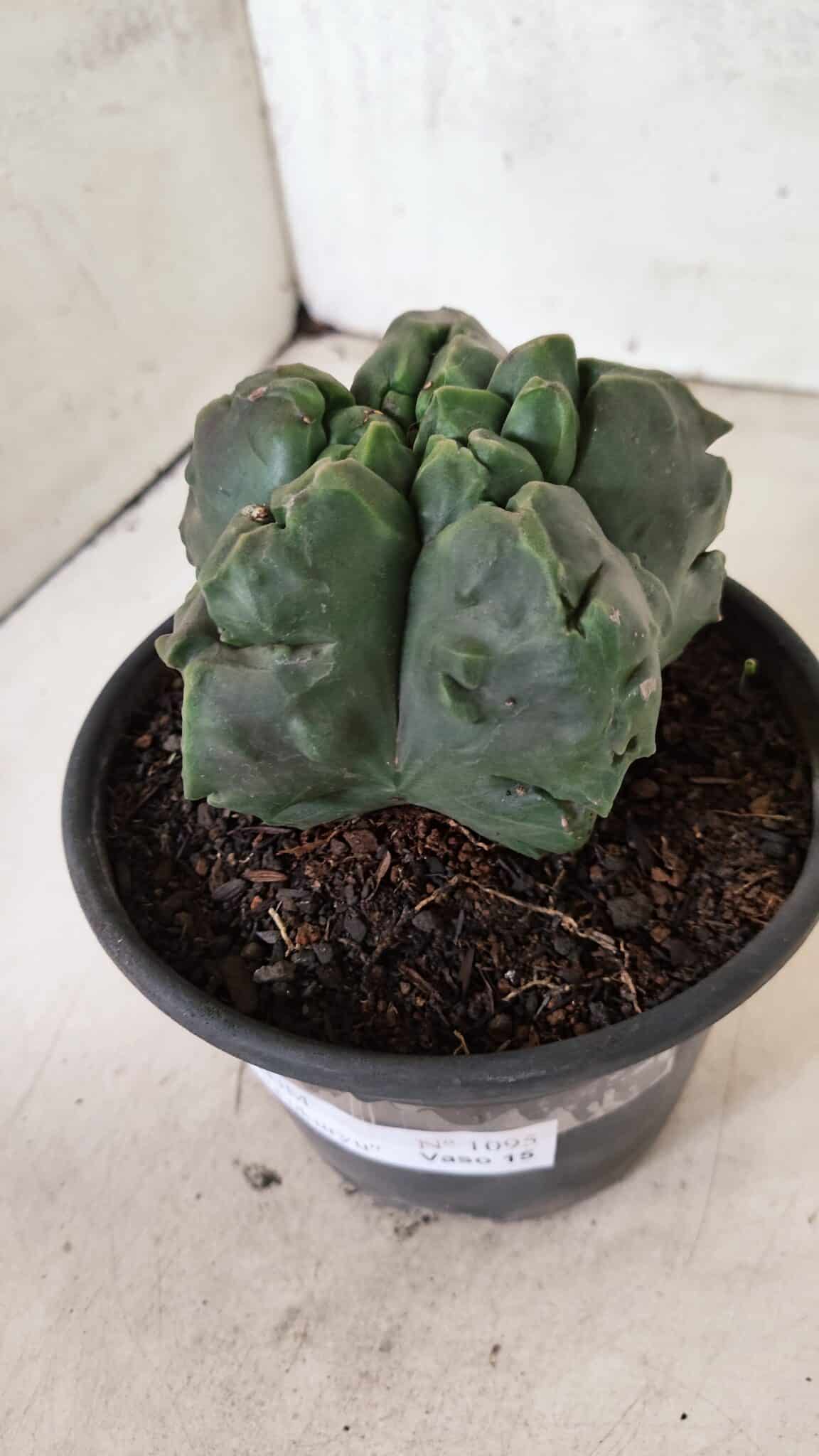 MATRIZ ASTROPHYTUM Myriostigma FUKURYU Nº 1095 – vaso 15 - foto 9
