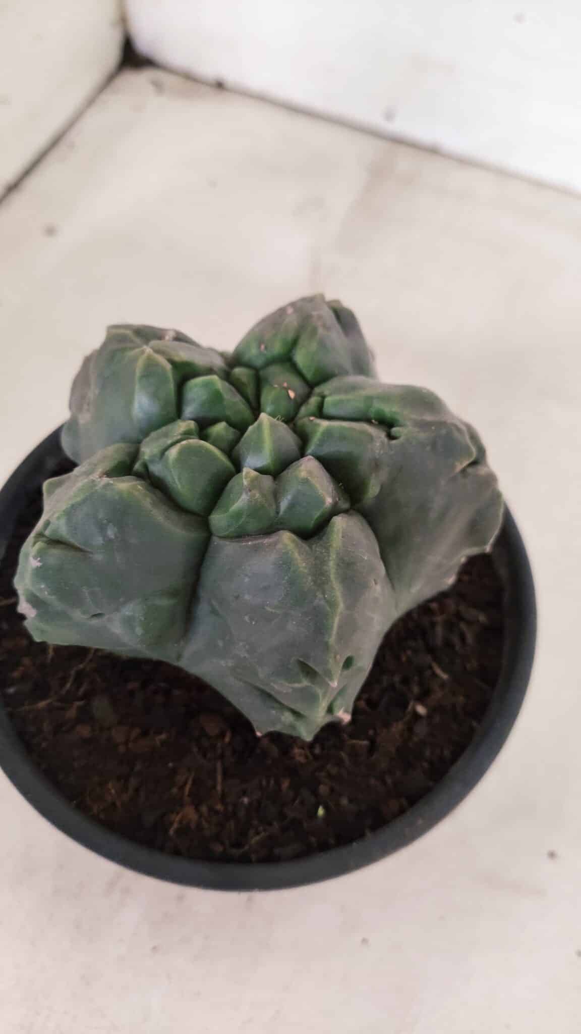 MATRIZ ASTROPHYTUM Myriostigma FUKURYU Nº 1095 – vaso 15 - foto 8