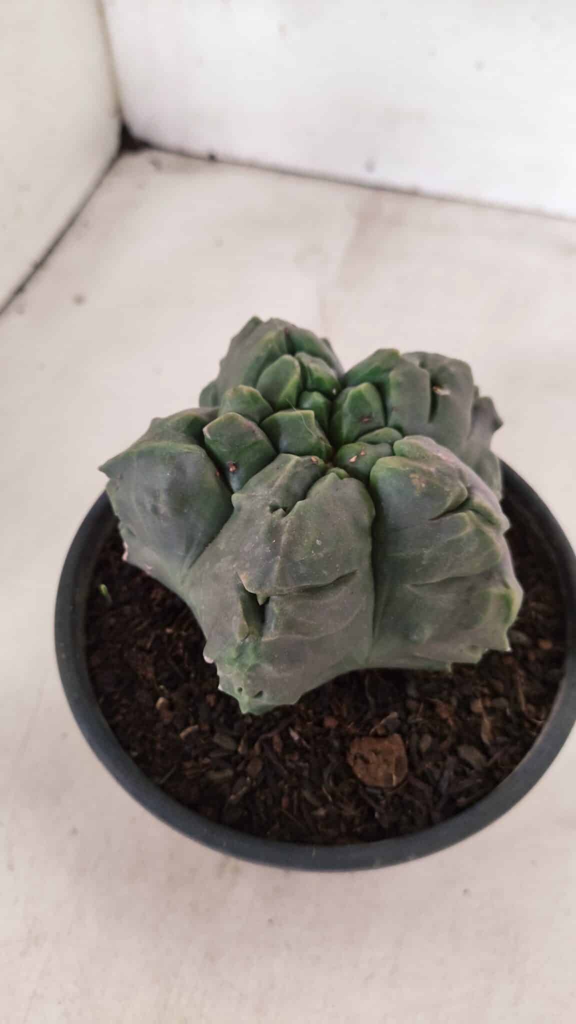 MATRIZ ASTROPHYTUM Myriostigma FUKURYU Nº 1095 – vaso 15 - foto 7