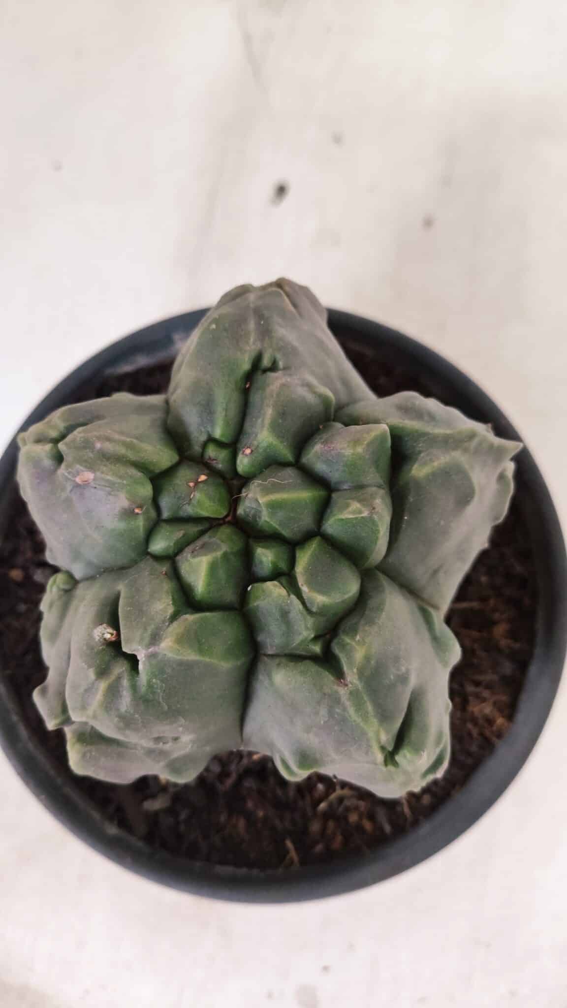 MATRIZ ASTROPHYTUM Myriostigma FUKURYU Nº 1095 – vaso 15 - foto 6