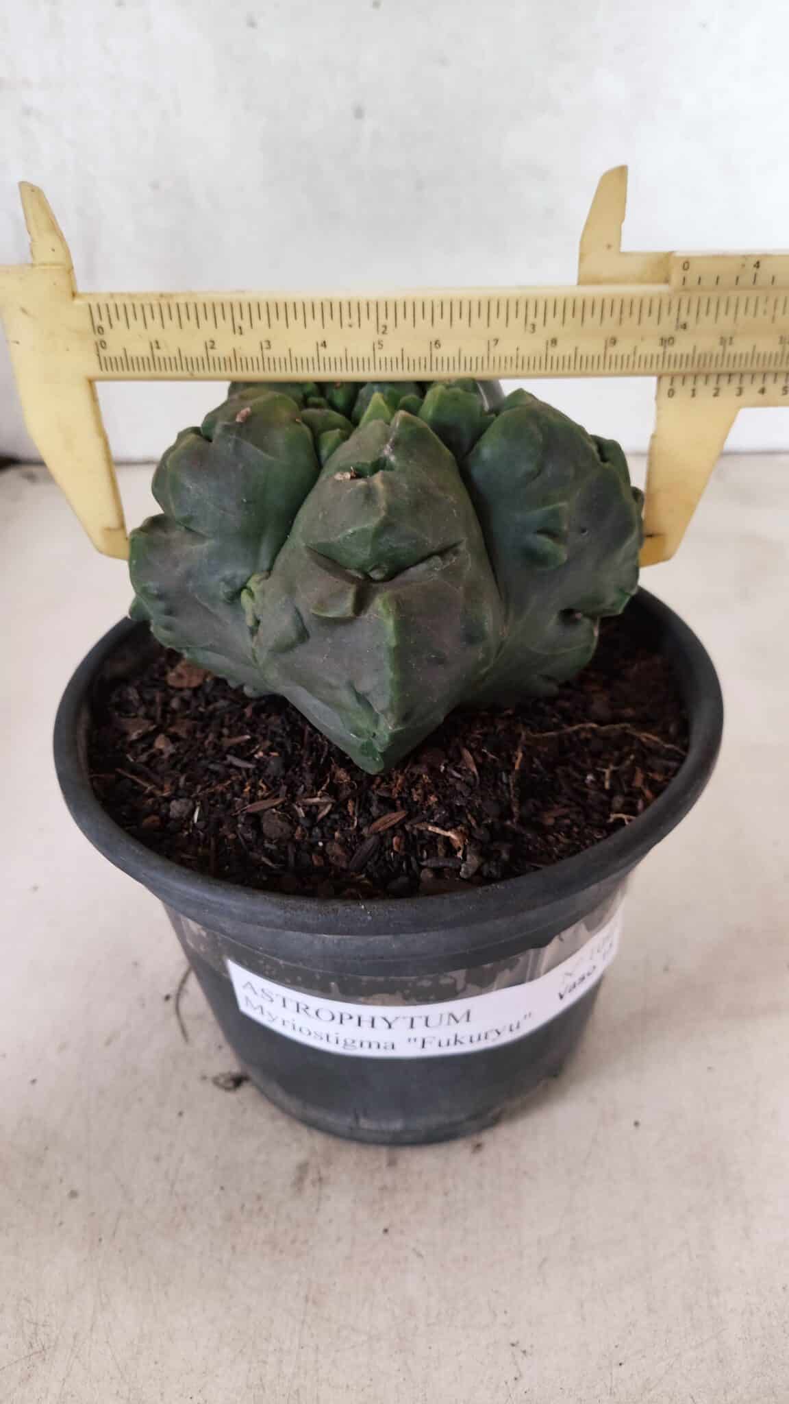MATRIZ ASTROPHYTUM Myriostigma FUKURYU Nº 1095 – vaso 15 - foto 4