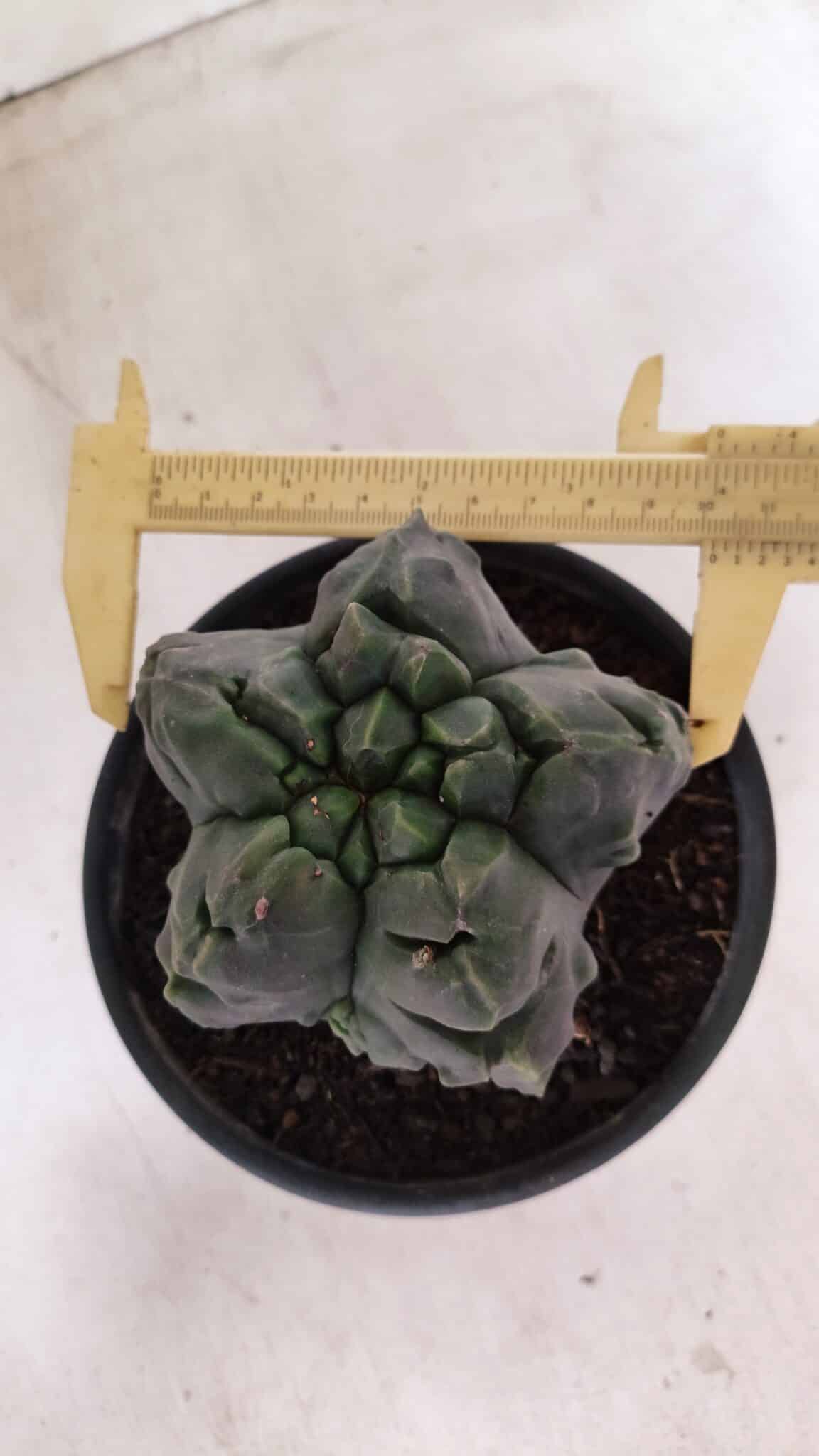 MATRIZ ASTROPHYTUM Myriostigma FUKURYU Nº 1095 – vaso 15 - foto 5