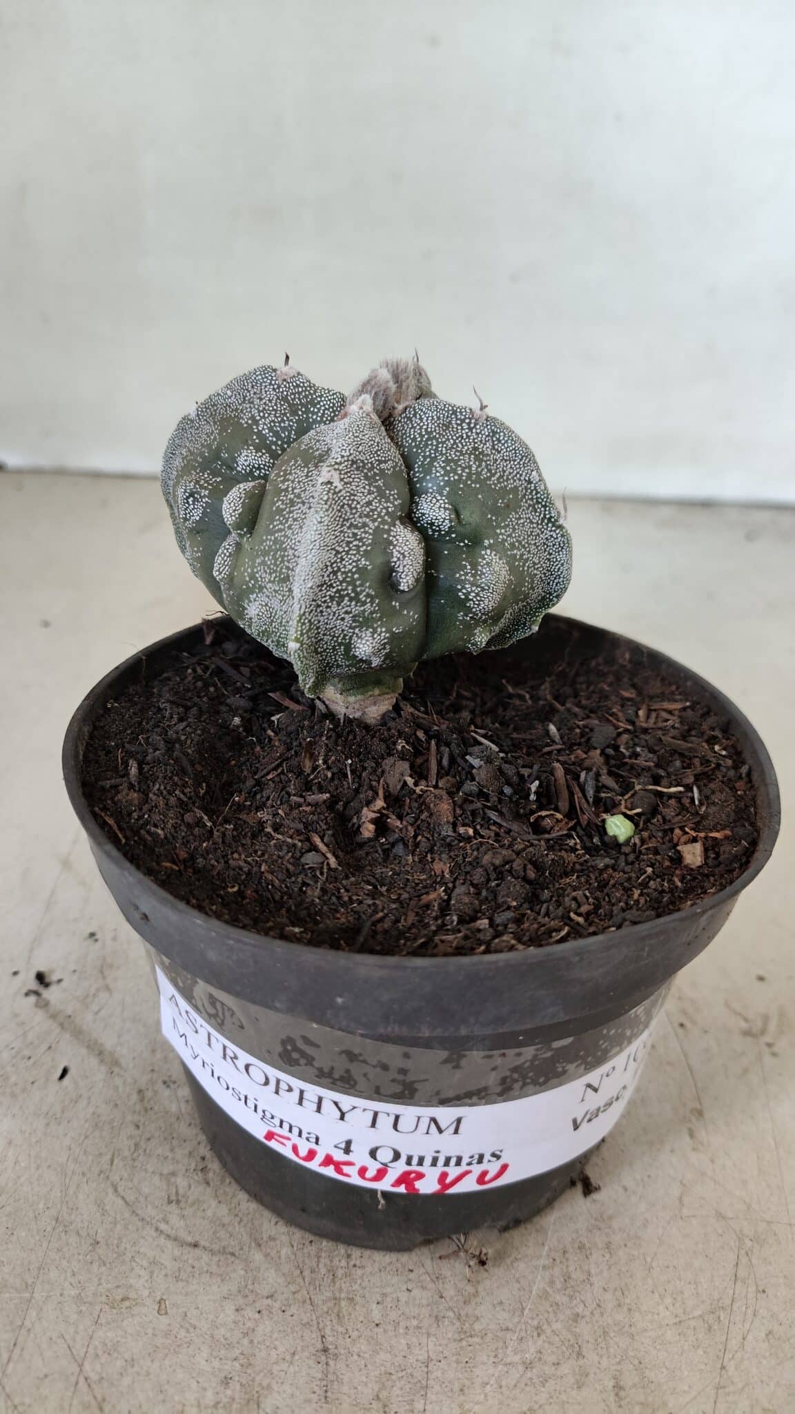 ASTROPHYTUM MYRIOSTIGMA "FUKURYU - 4 QUINAS"  Nº 1064 – vaso 11 - foto 2