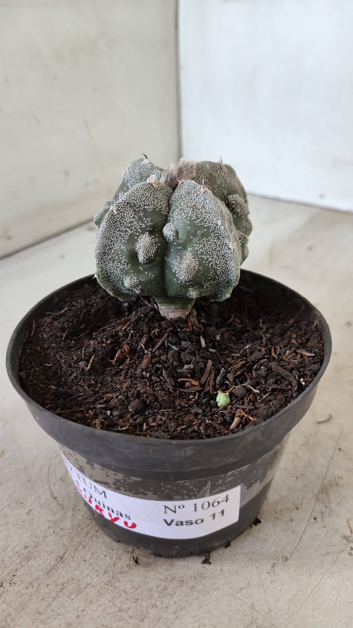 ASTROPHYTUM MYRIOSTIGMA "FUKURYU - 4 QUINAS"  Nº 1064 – vaso 11 - foto 9