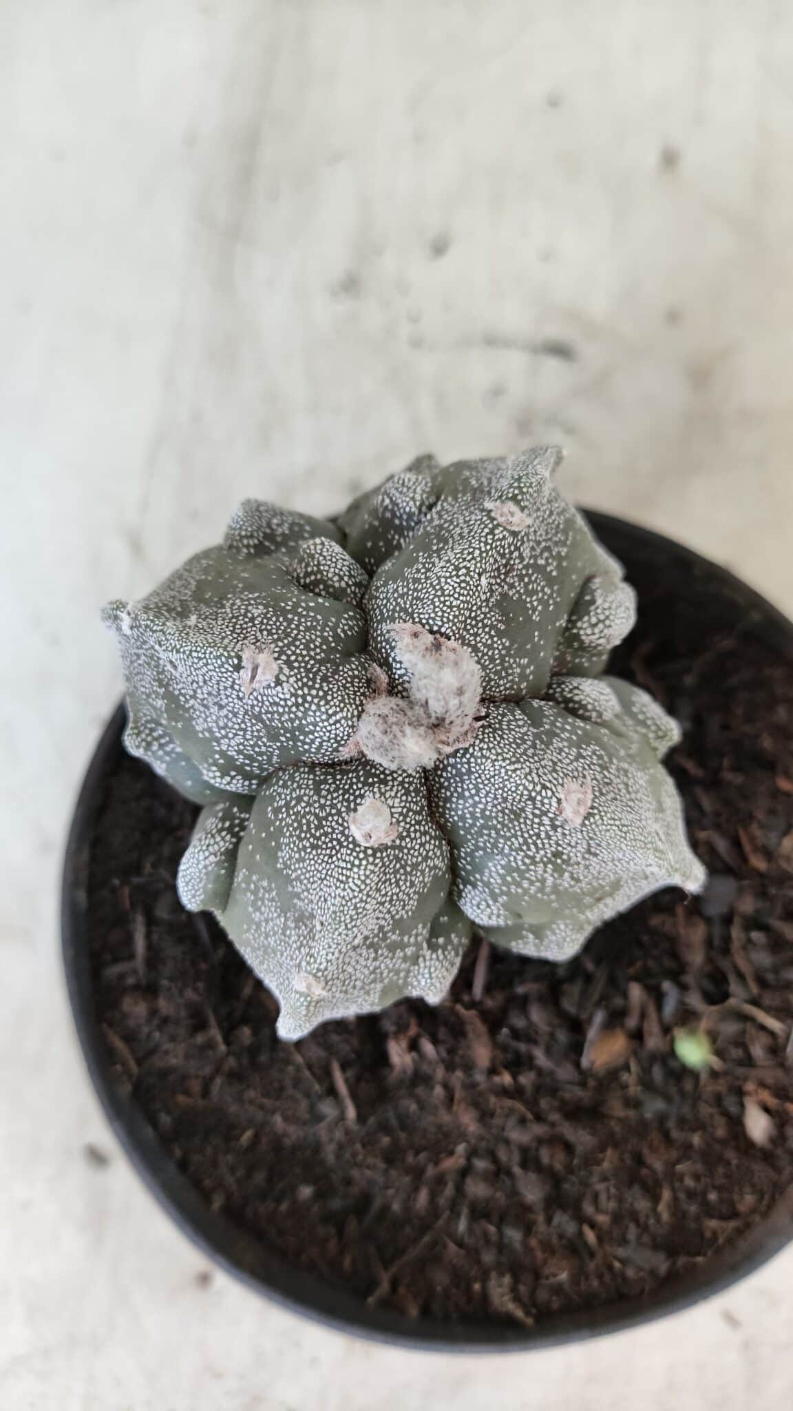 ASTROPHYTUM MYRIOSTIGMA "FUKURYU - 4 QUINAS"  Nº 1064 – vaso 11 - foto 3