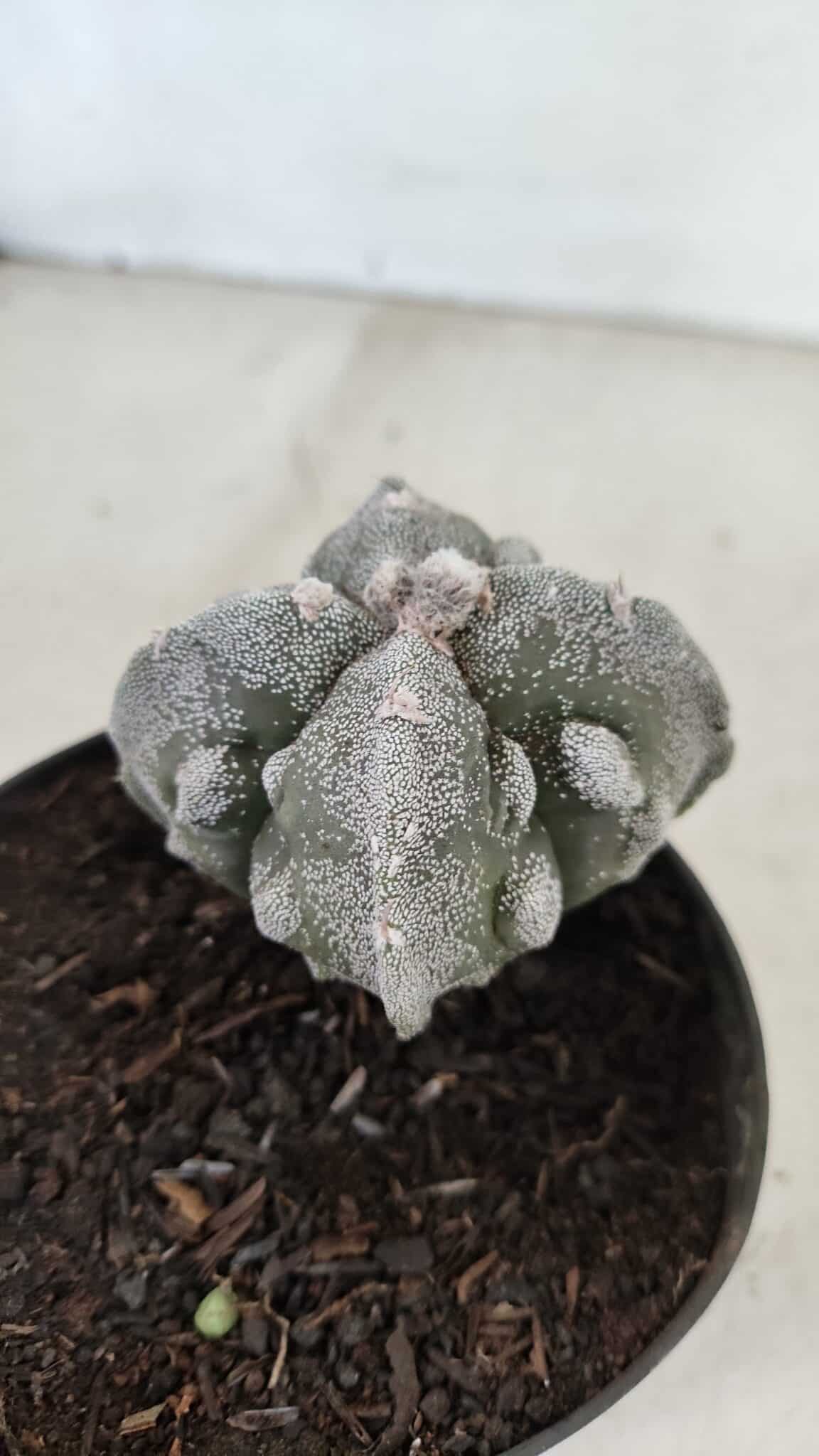 ASTROPHYTUM MYRIOSTIGMA "FUKURYU - 4 QUINAS"  Nº 1064 – vaso 11 - foto 8