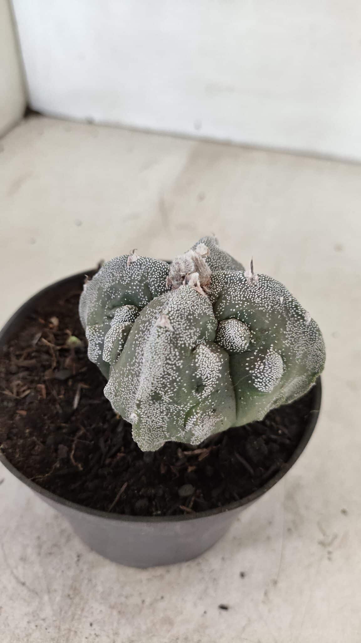 ASTROPHYTUM MYRIOSTIGMA "FUKURYU - 4 QUINAS"  Nº 1064 – vaso 11 - foto 7