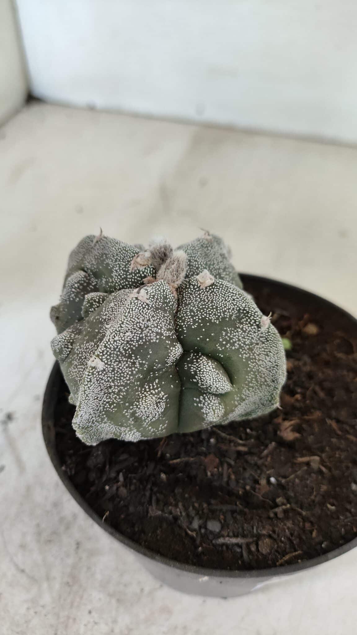 ASTROPHYTUM MYRIOSTIGMA "FUKURYU - 4 QUINAS"  Nº 1064 – vaso 11 - foto 6