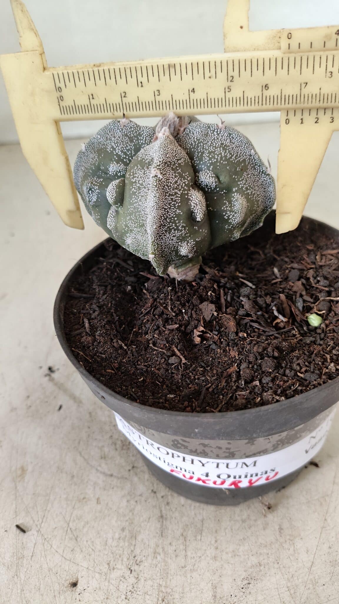 ASTROPHYTUM MYRIOSTIGMA "FUKURYU - 4 QUINAS"  Nº 1064 – vaso 11 - foto 4