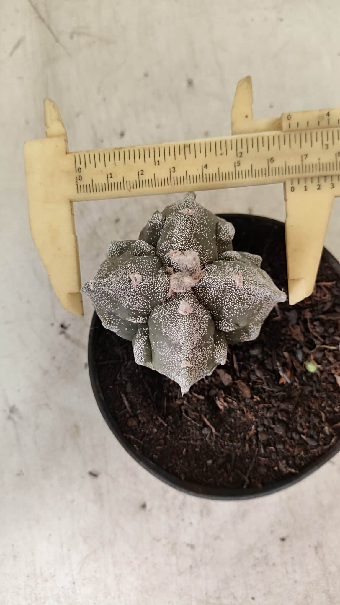 ASTROPHYTUM MYRIOSTIGMA "FUKURYU - 4 QUINAS"  Nº 1064 – vaso 11 - foto 5