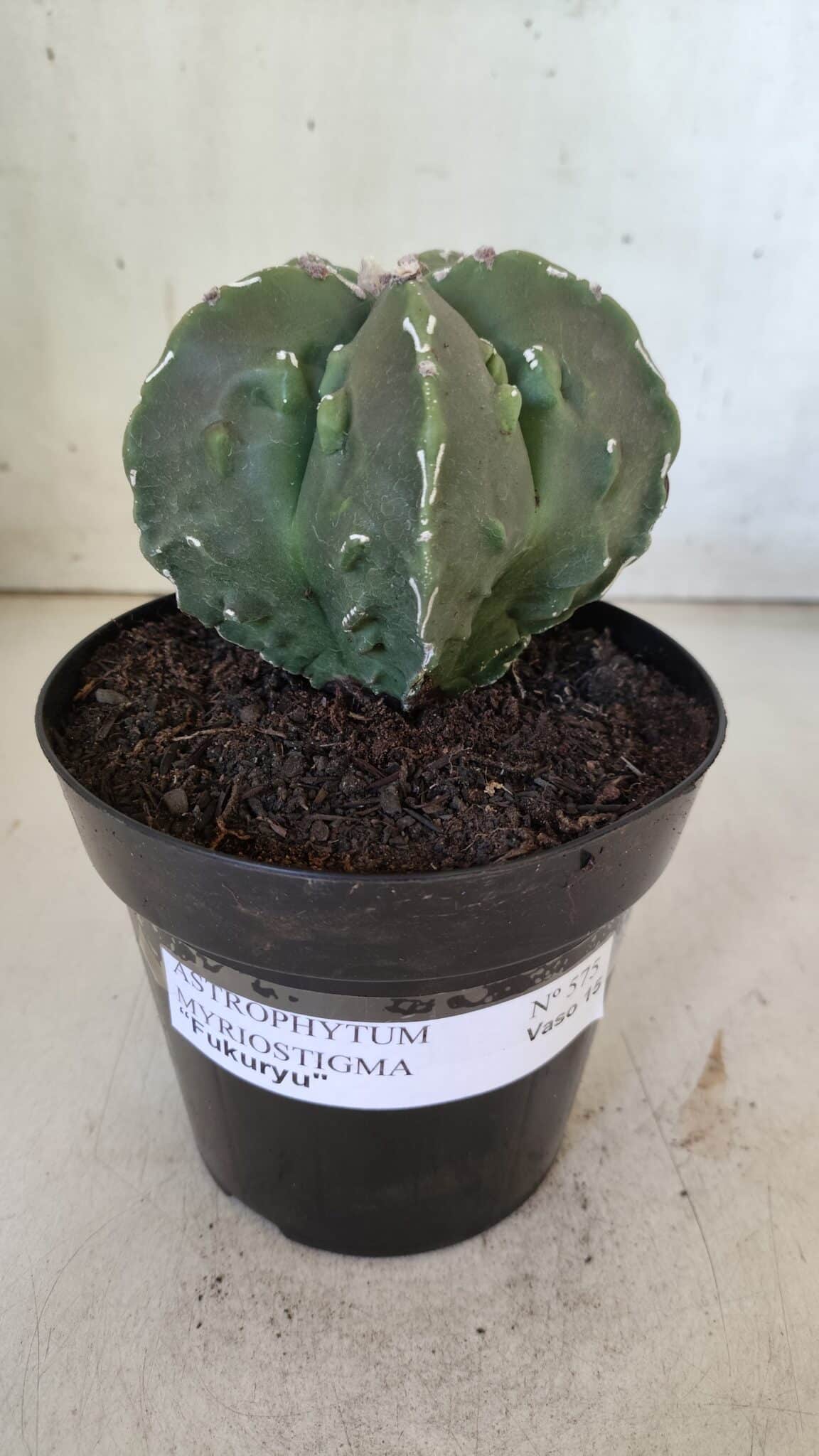 ASTROPHYTUM MYRIOSTIGMA cv FUKURYU Nudum  Nº 575 – vaso 15