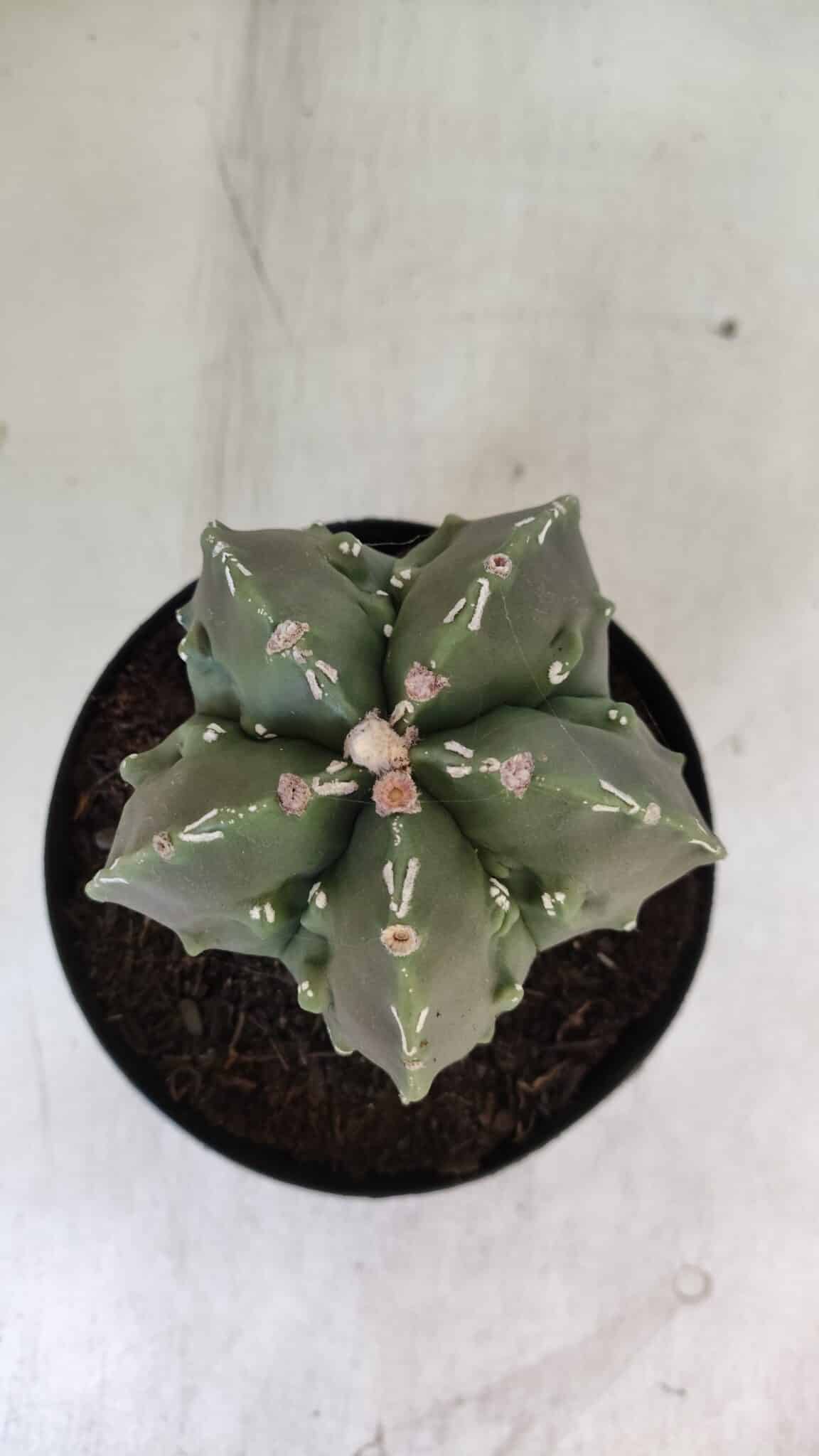 ASTROPHYTUM MYRIOSTIGMA cv FUKURYU Nudum  Nº 575 – vaso 15