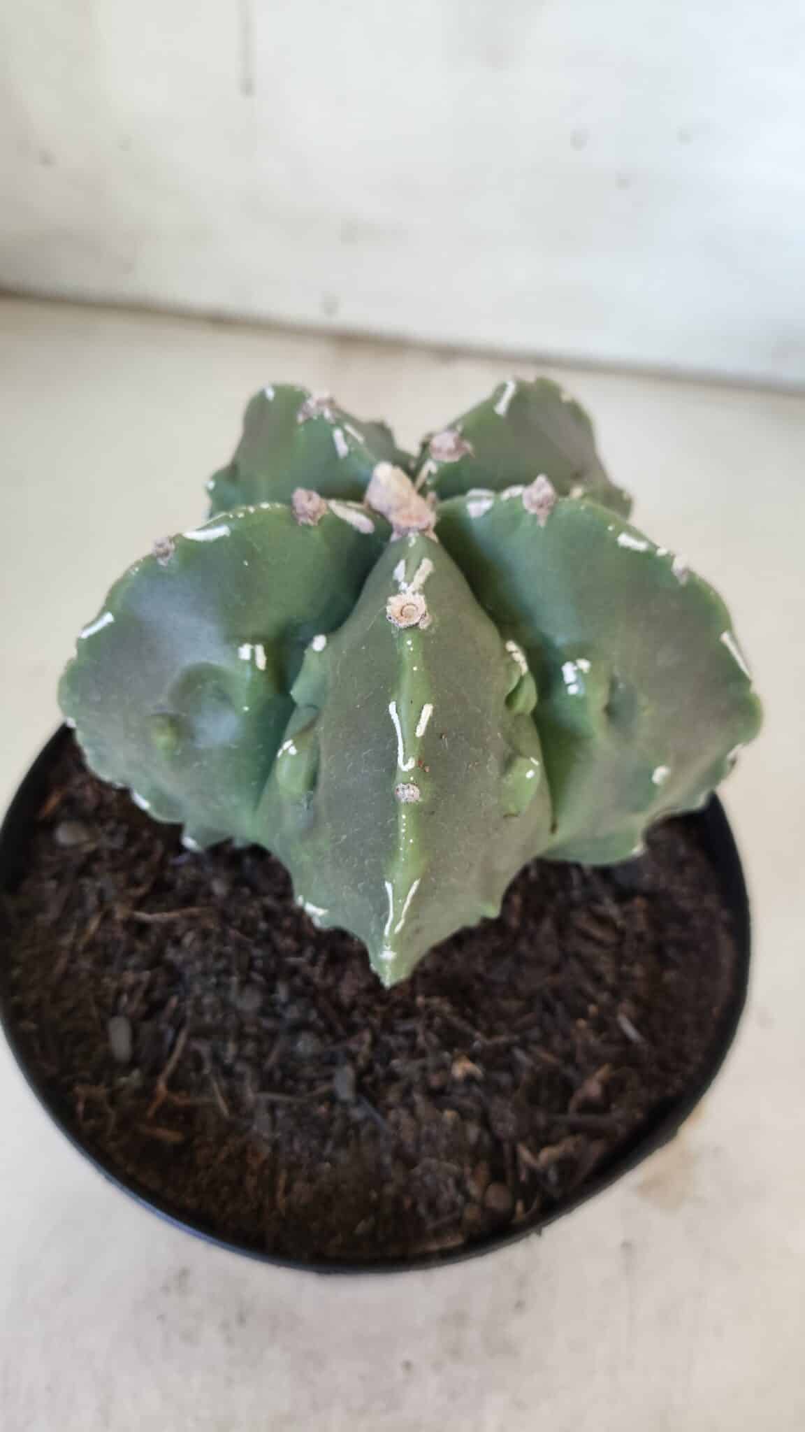 ASTROPHYTUM MYRIOSTIGMA cv FUKURYU Nudum  Nº 575 – vaso 15