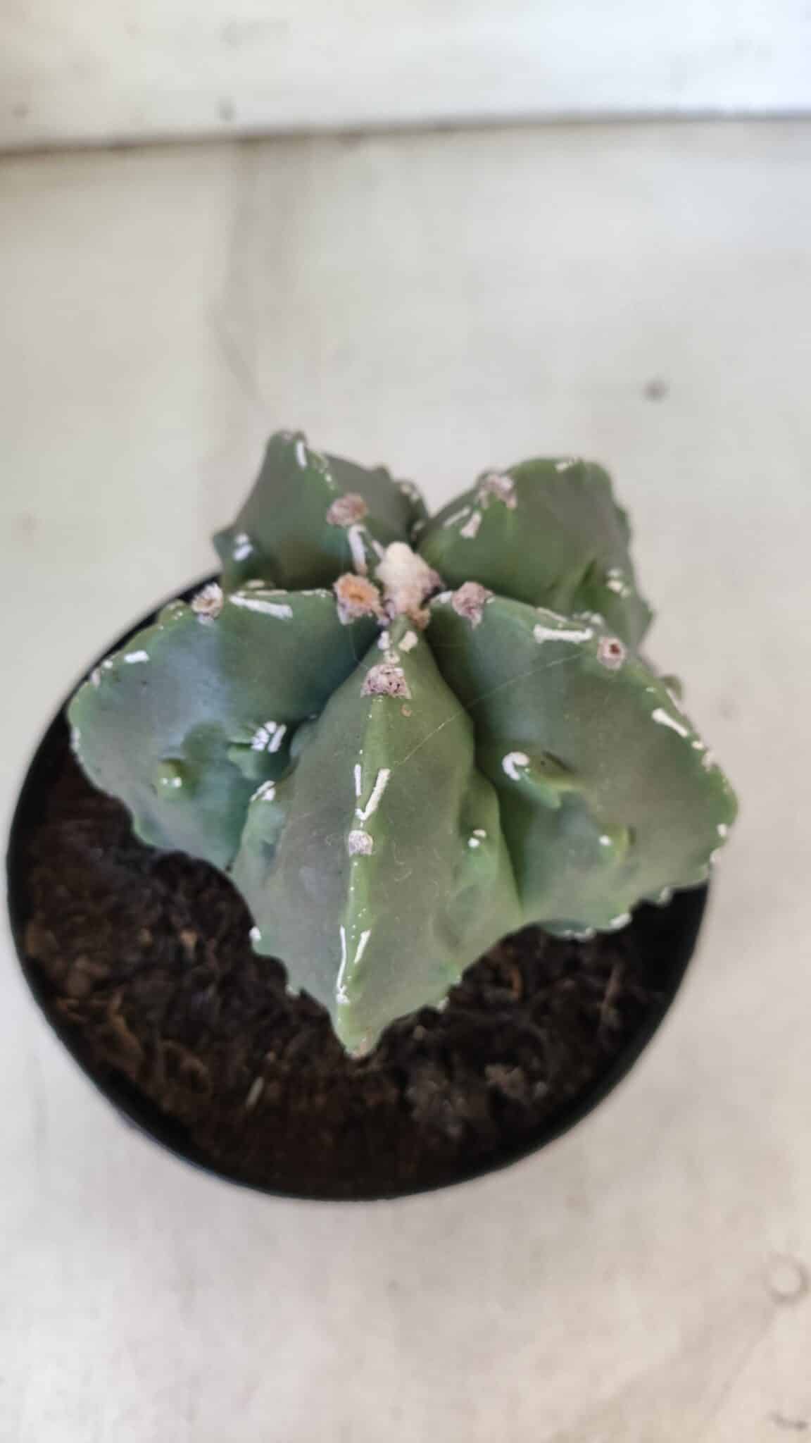 ASTROPHYTUM MYRIOSTIGMA cv FUKURYU Nudum  Nº 575 – vaso 15