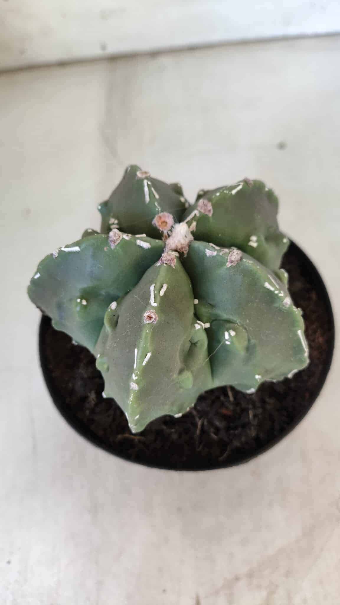 ASTROPHYTUM MYRIOSTIGMA cv FUKURYU Nudum  Nº 575 – vaso 15