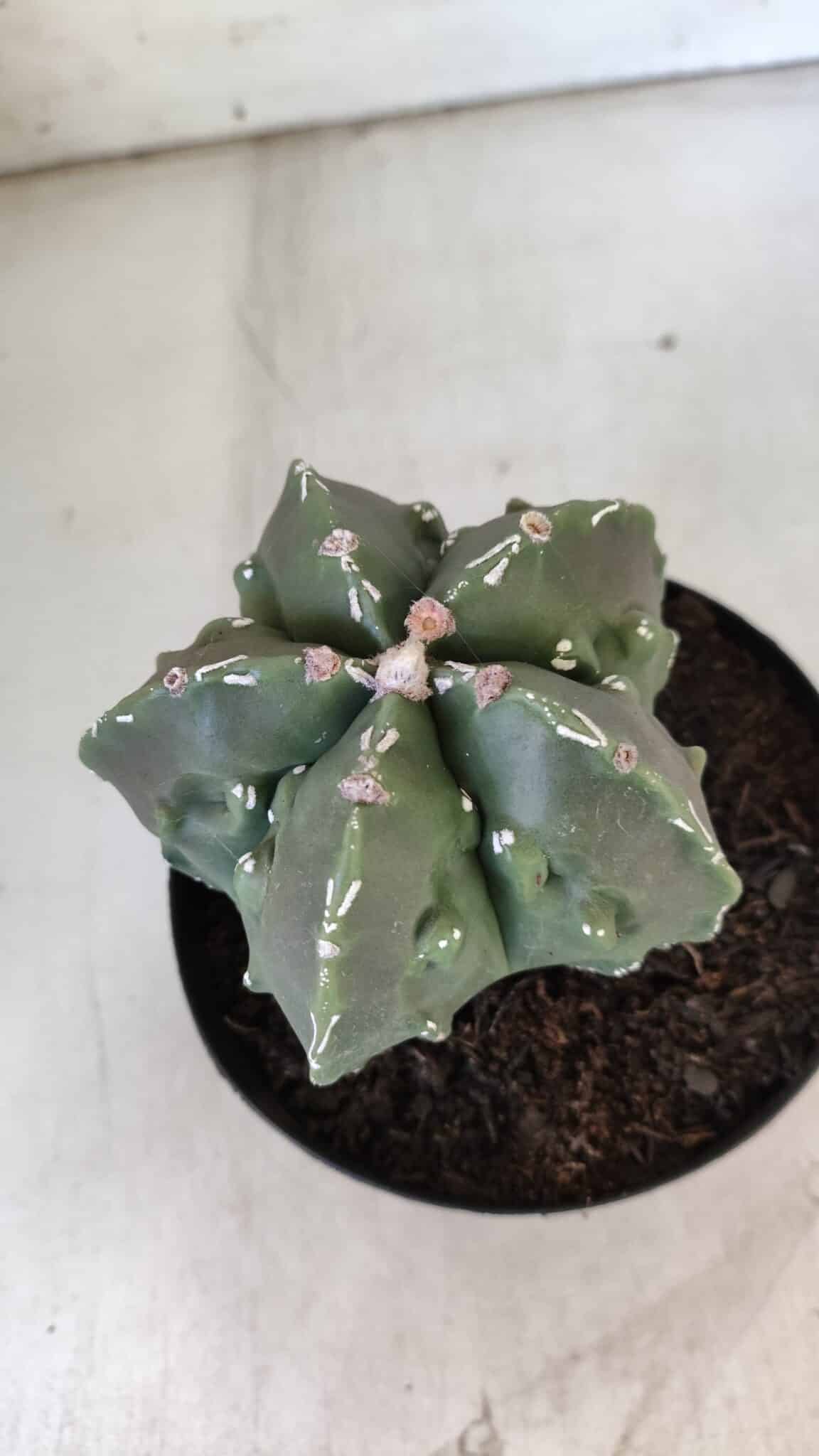 ASTROPHYTUM MYRIOSTIGMA cv FUKURYU Nudum  Nº 575 – vaso 15