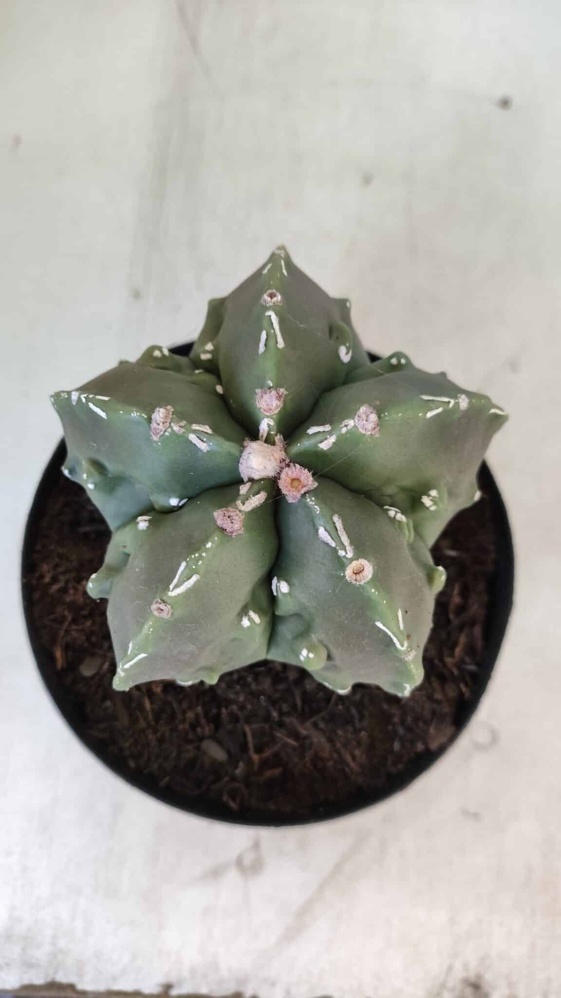 ASTROPHYTUM MYRIOSTIGMA cv FUKURYU Nudum  Nº 575 – vaso 15