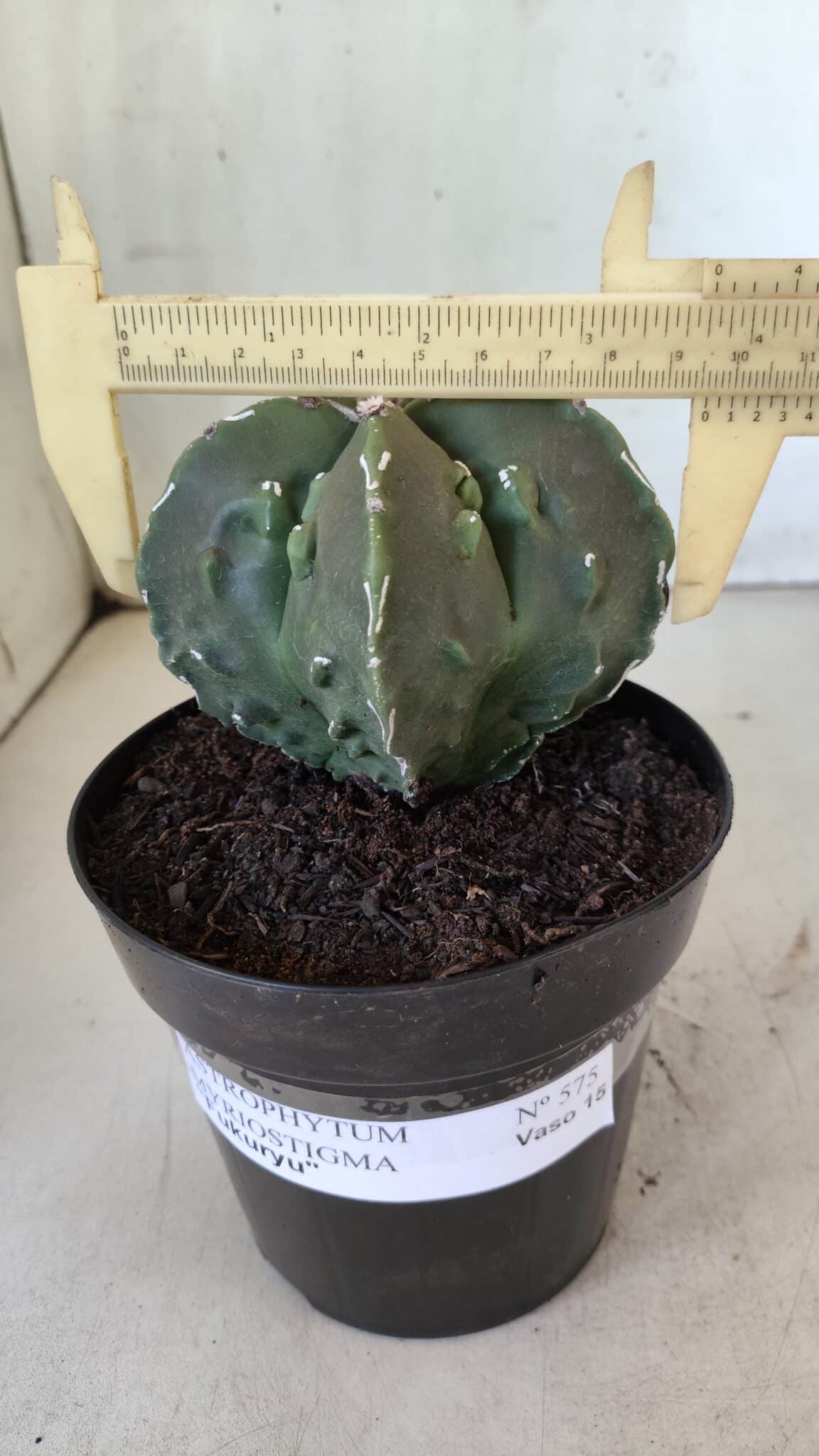 ASTROPHYTUM MYRIOSTIGMA cv FUKURYU Nudum  Nº 575 – vaso 15