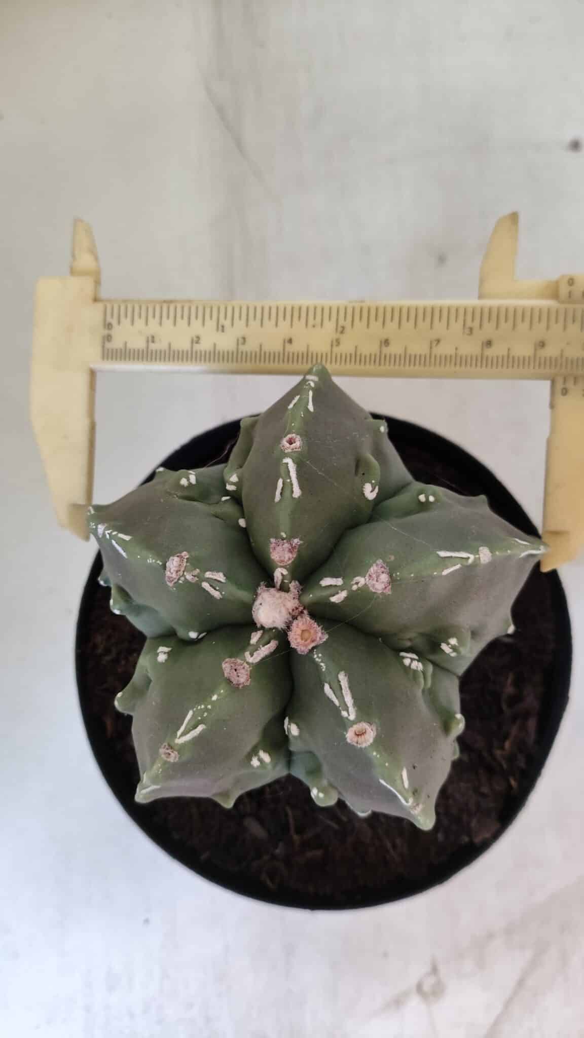 ASTROPHYTUM MYRIOSTIGMA cv FUKURYU Nudum  Nº 575 – vaso 15