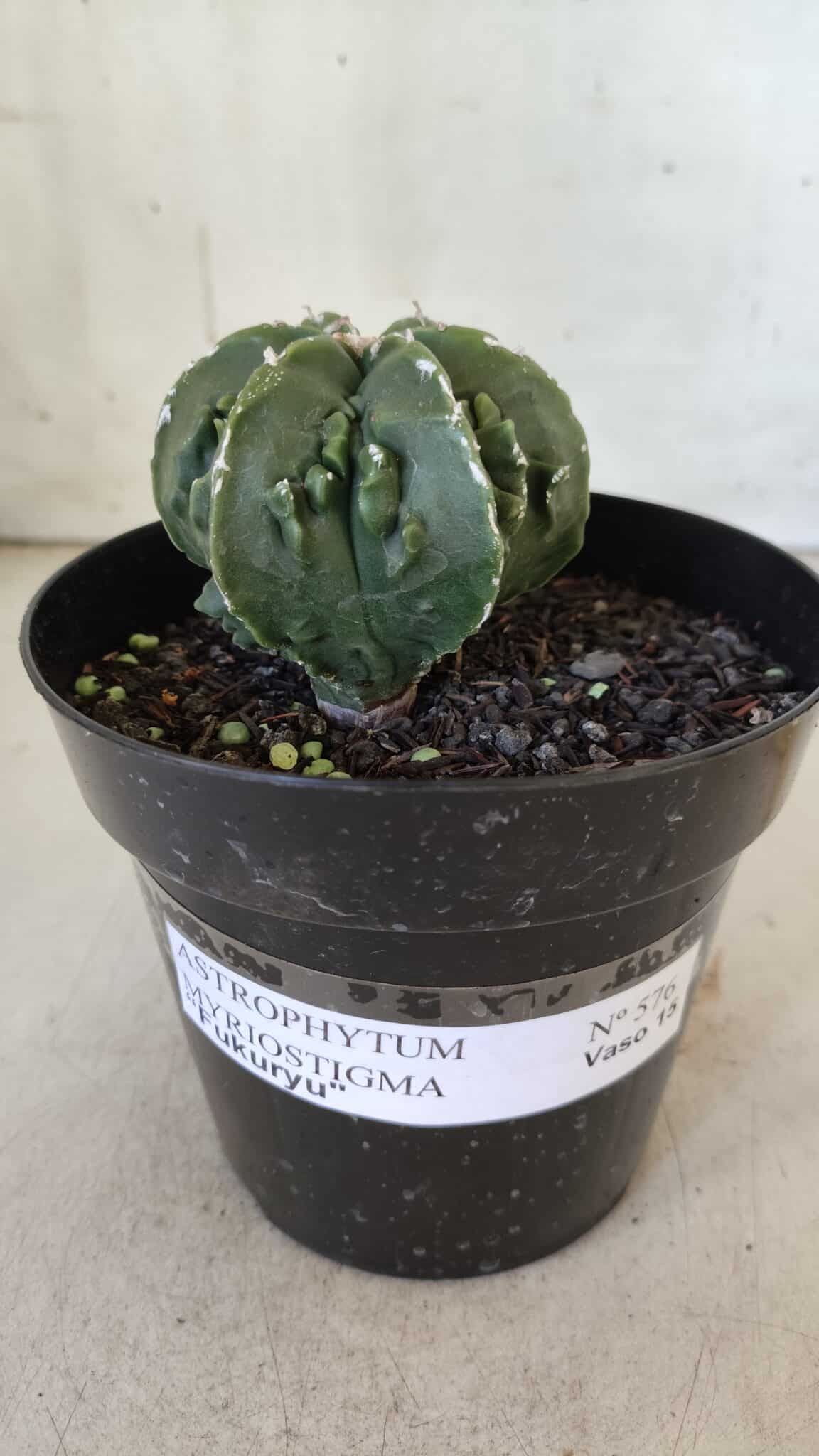 ASTROPHYTUM MYRIOSTIGMA cv FUKURYU Nudum  Nº 576 – vaso 15