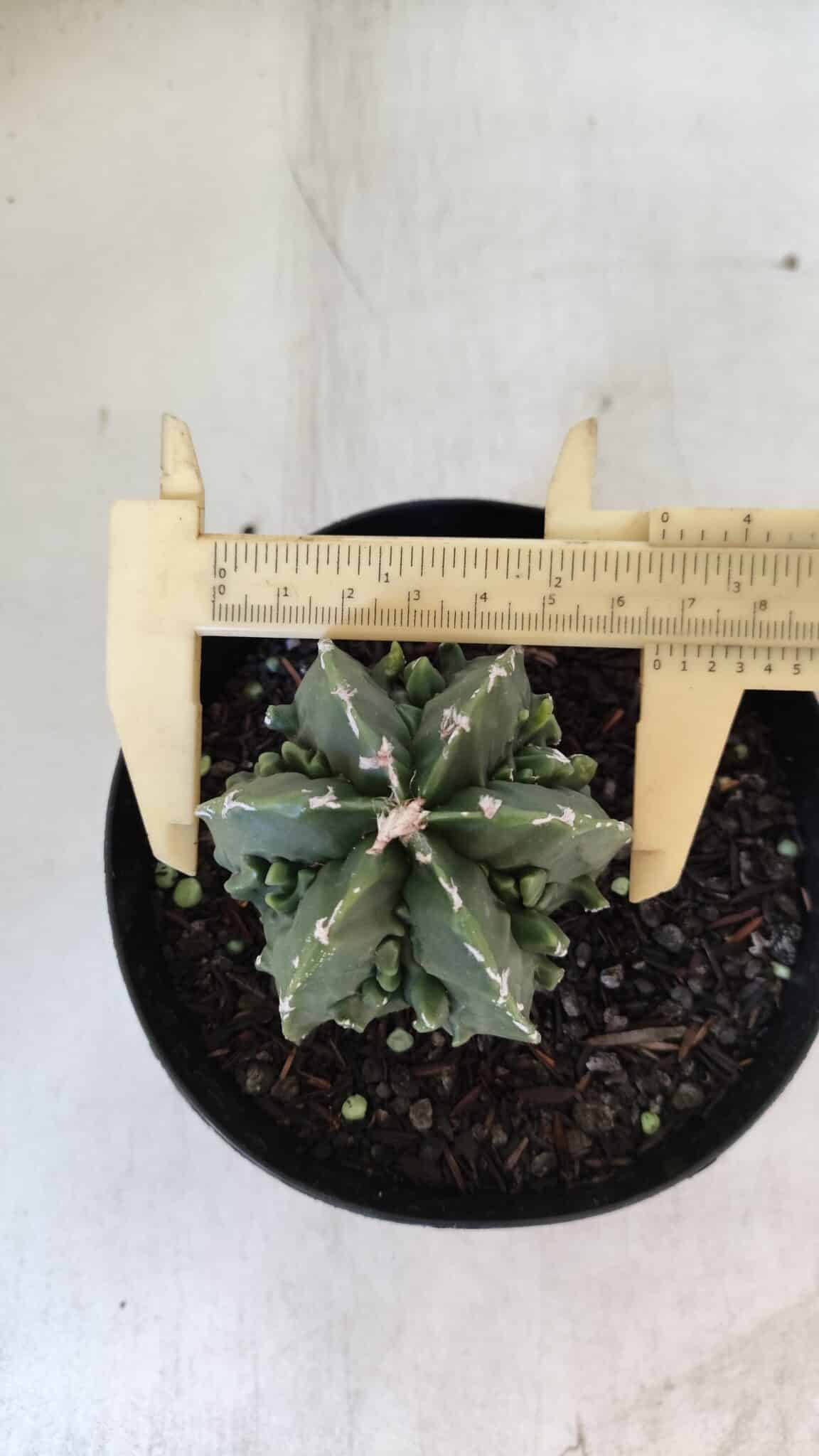 ASTROPHYTUM MYRIOSTIGMA cv FUKURYU Nudum  Nº 576 – vaso 15