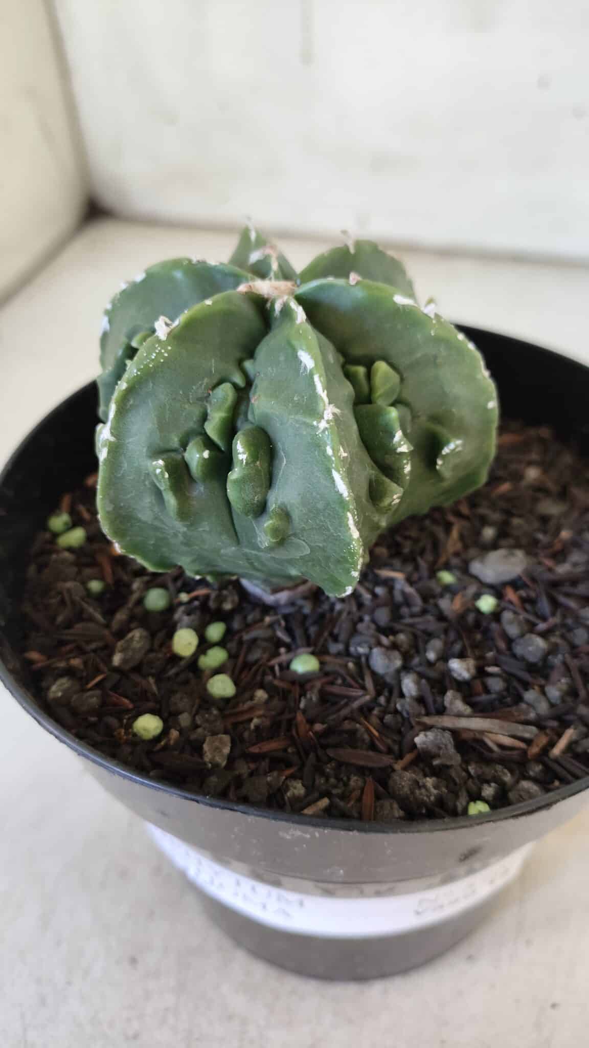 ASTROPHYTUM MYRIOSTIGMA cv FUKURYU Nudum  Nº 576 – vaso 15