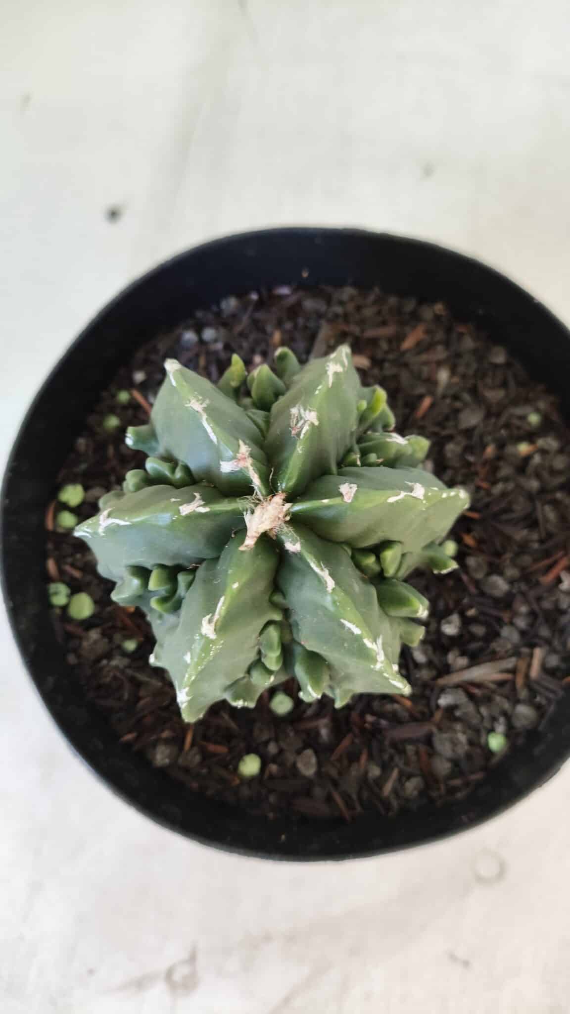 ASTROPHYTUM MYRIOSTIGMA cv FUKURYU Nudum  Nº 576 – vaso 15