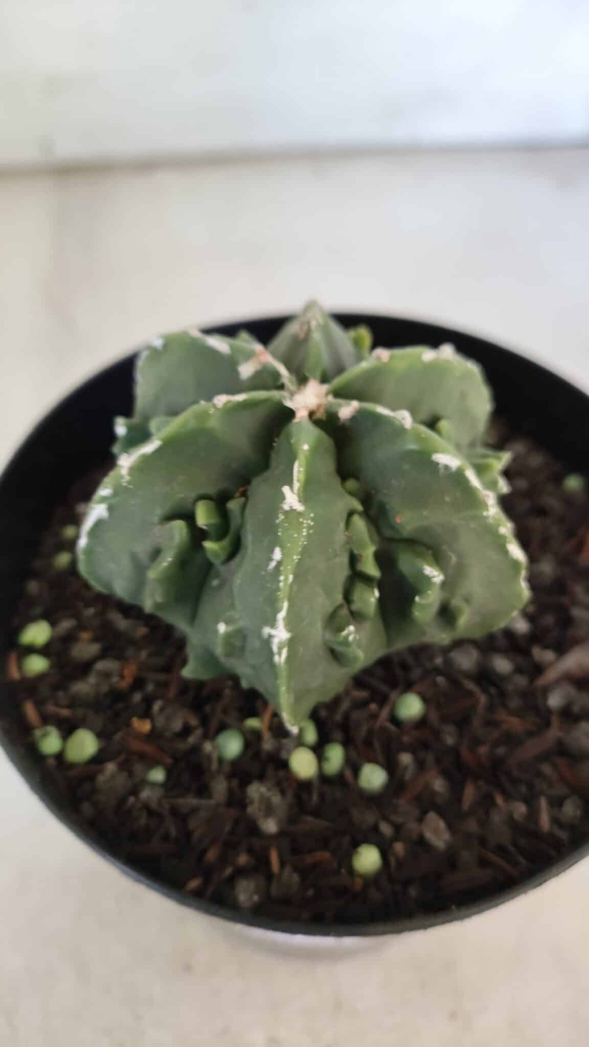 ASTROPHYTUM MYRIOSTIGMA cv FUKURYU Nudum  Nº 576 – vaso 15