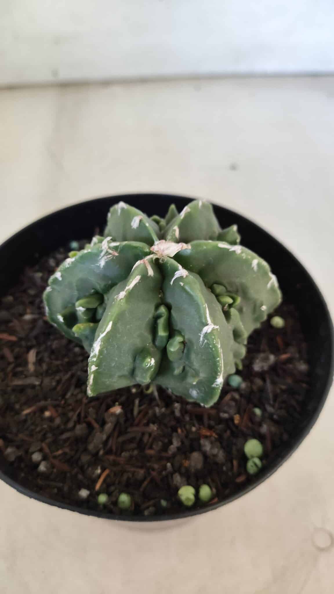 ASTROPHYTUM MYRIOSTIGMA cv FUKURYU Nudum  Nº 576 – vaso 15