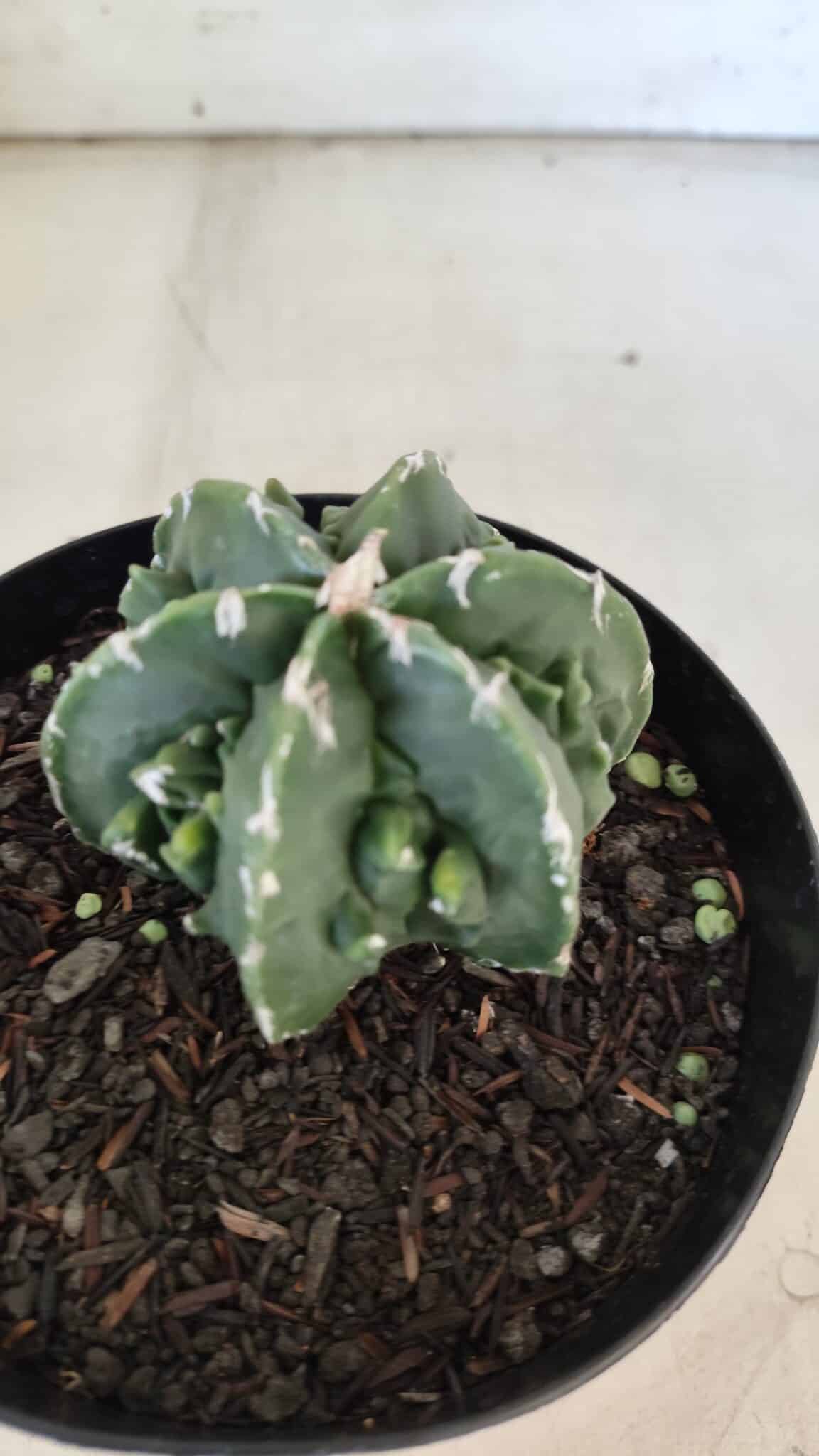 ASTROPHYTUM MYRIOSTIGMA cv FUKURYU Nudum  Nº 576 – vaso 15