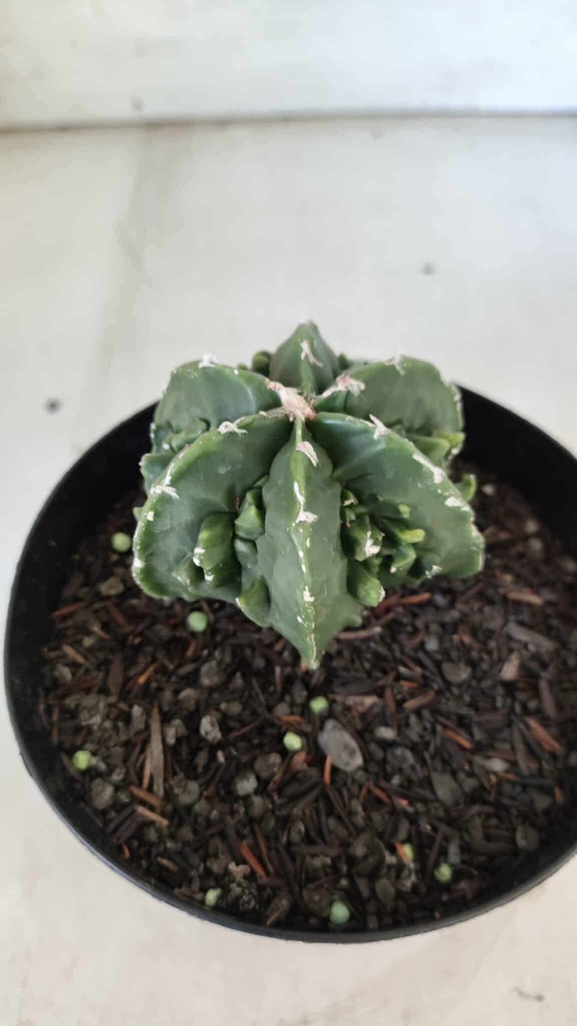 ASTROPHYTUM MYRIOSTIGMA cv FUKURYU Nudum  Nº 576 – vaso 15