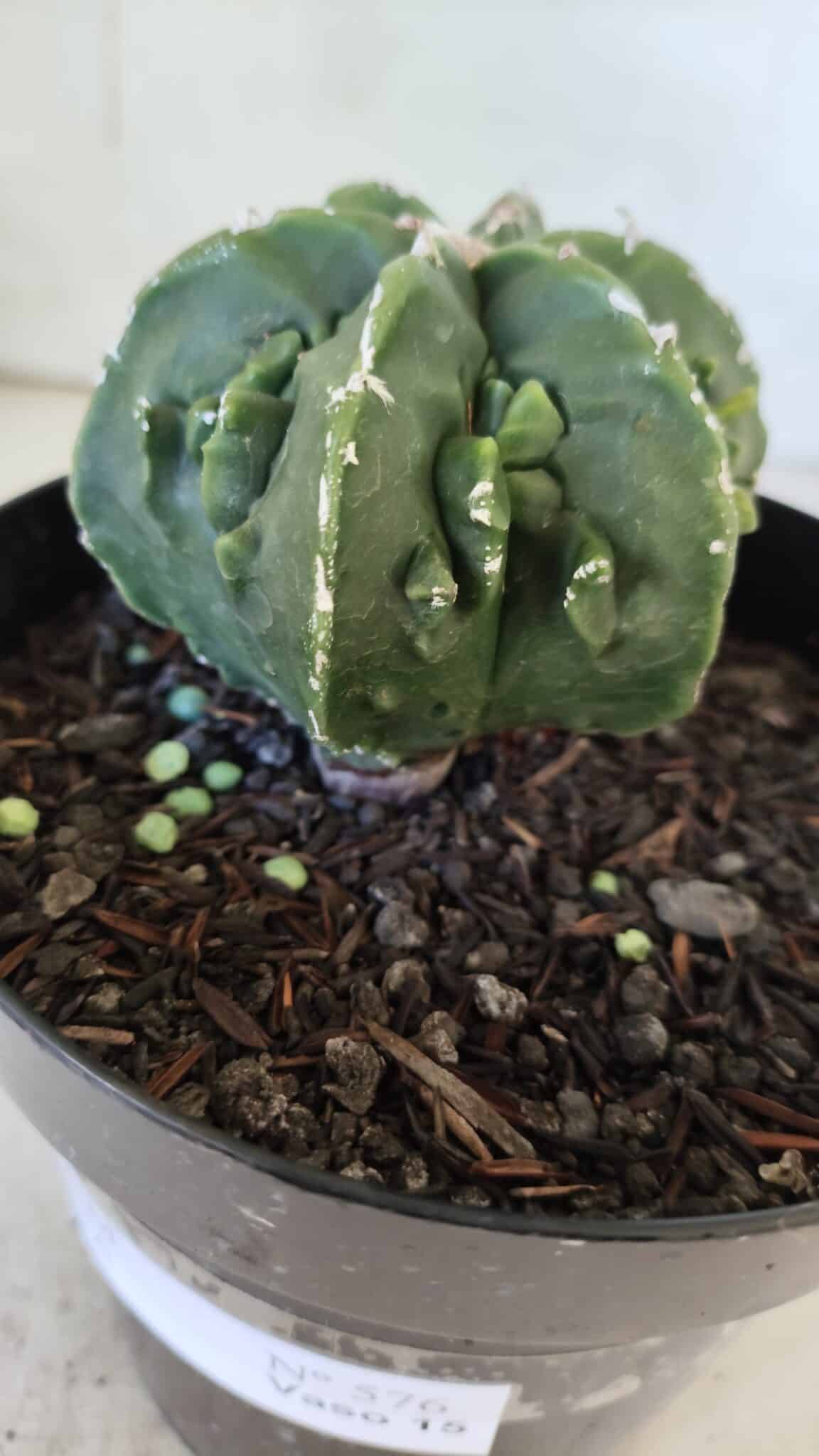 ASTROPHYTUM MYRIOSTIGMA cv FUKURYU Nudum  Nº 576 – vaso 15