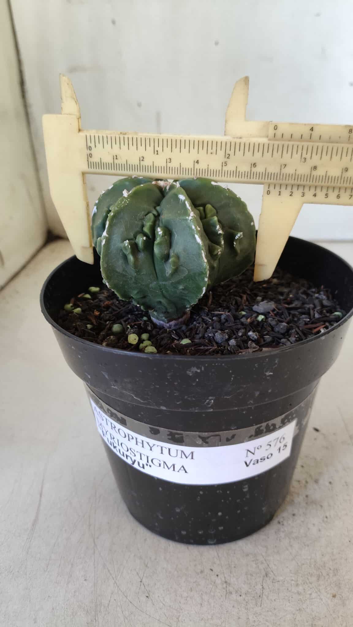ASTROPHYTUM MYRIOSTIGMA cv FUKURYU Nudum  Nº 576 – vaso 15