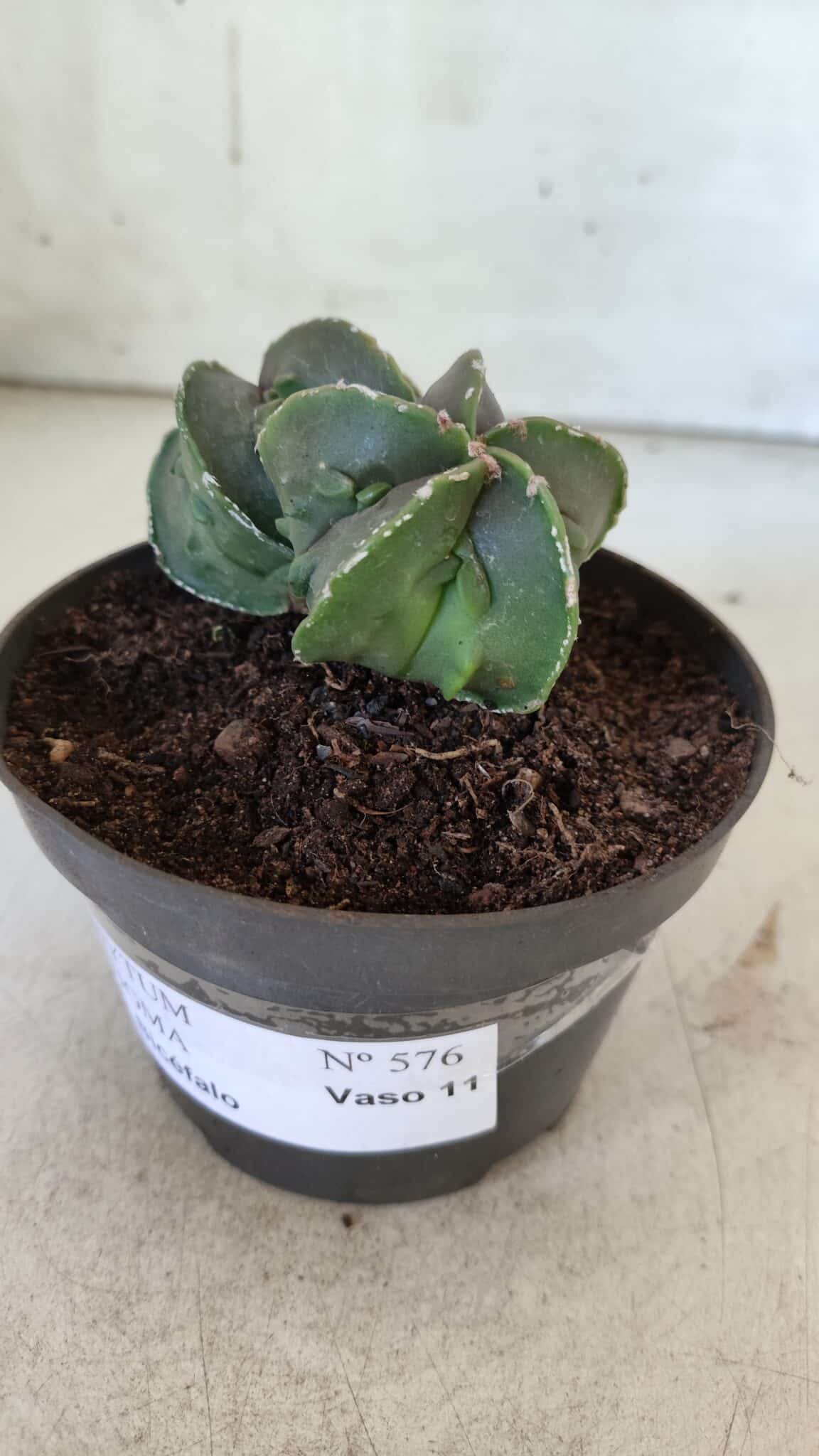 ASTROPHYTUM MYRIOSTIGMA cv FUKURYU "Bicéfalo"  Nº 576 – vaso 11