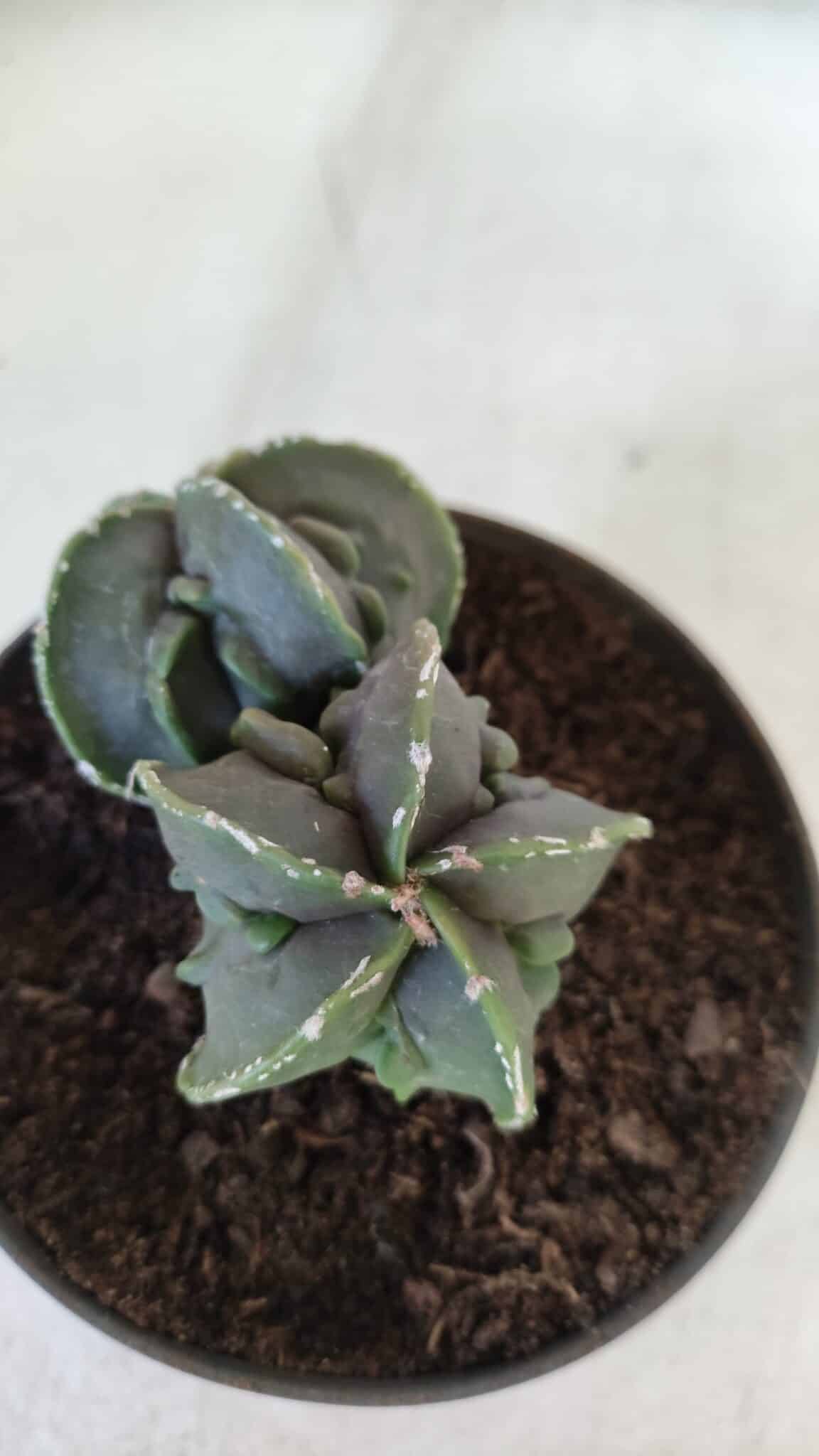 ASTROPHYTUM MYRIOSTIGMA cv FUKURYU "Bicéfalo"  Nº 576 – vaso 11