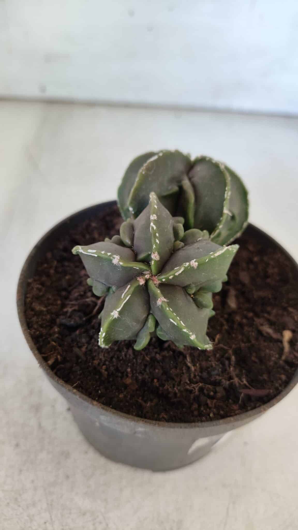 ASTROPHYTUM MYRIOSTIGMA cv FUKURYU "Bicéfalo"  Nº 576 – vaso 11