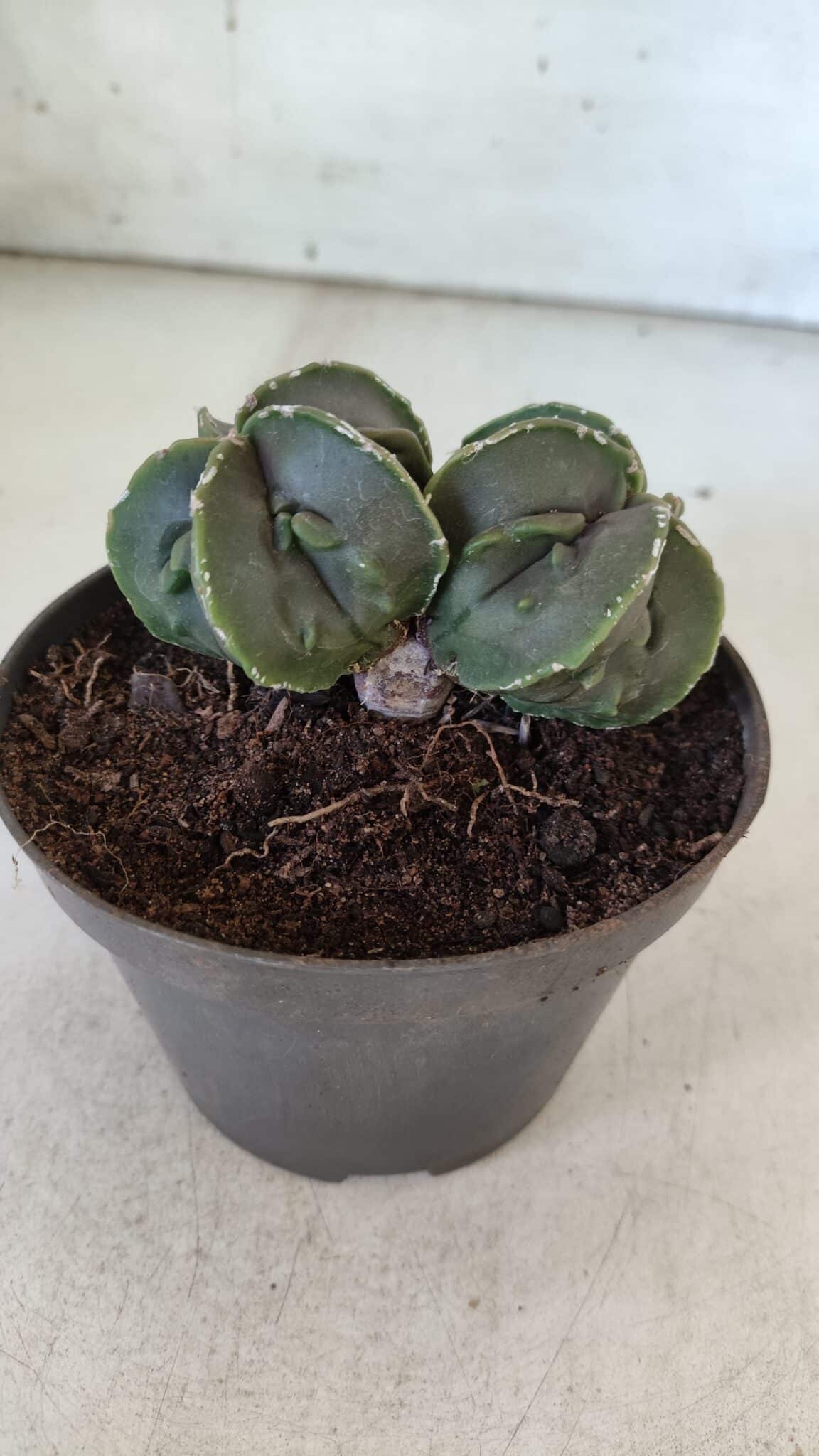 ASTROPHYTUM MYRIOSTIGMA cv FUKURYU "Bicéfalo"  Nº 576 – vaso 11