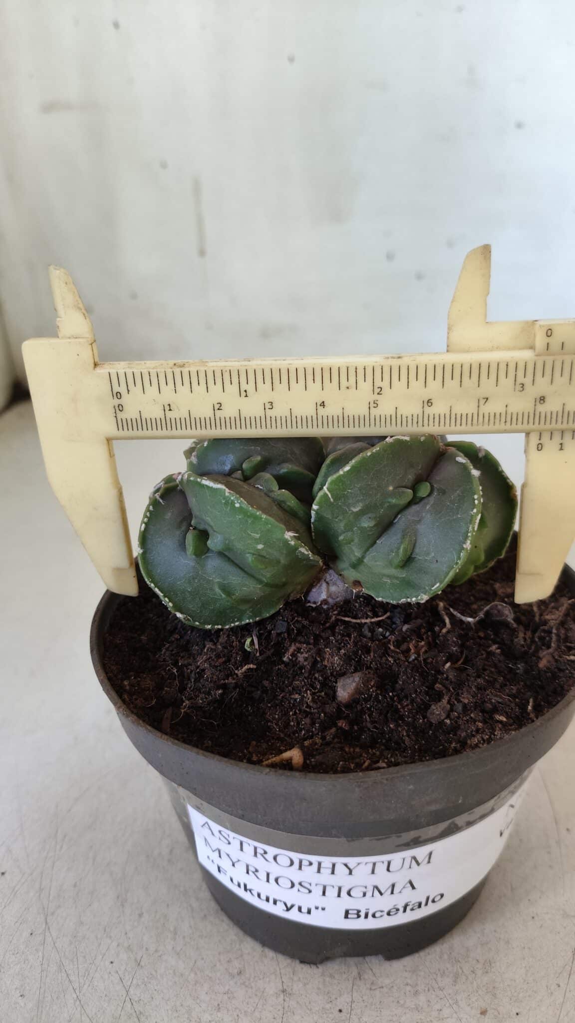 ASTROPHYTUM MYRIOSTIGMA cv FUKURYU "Bicéfalo"  Nº 576 – vaso 11
