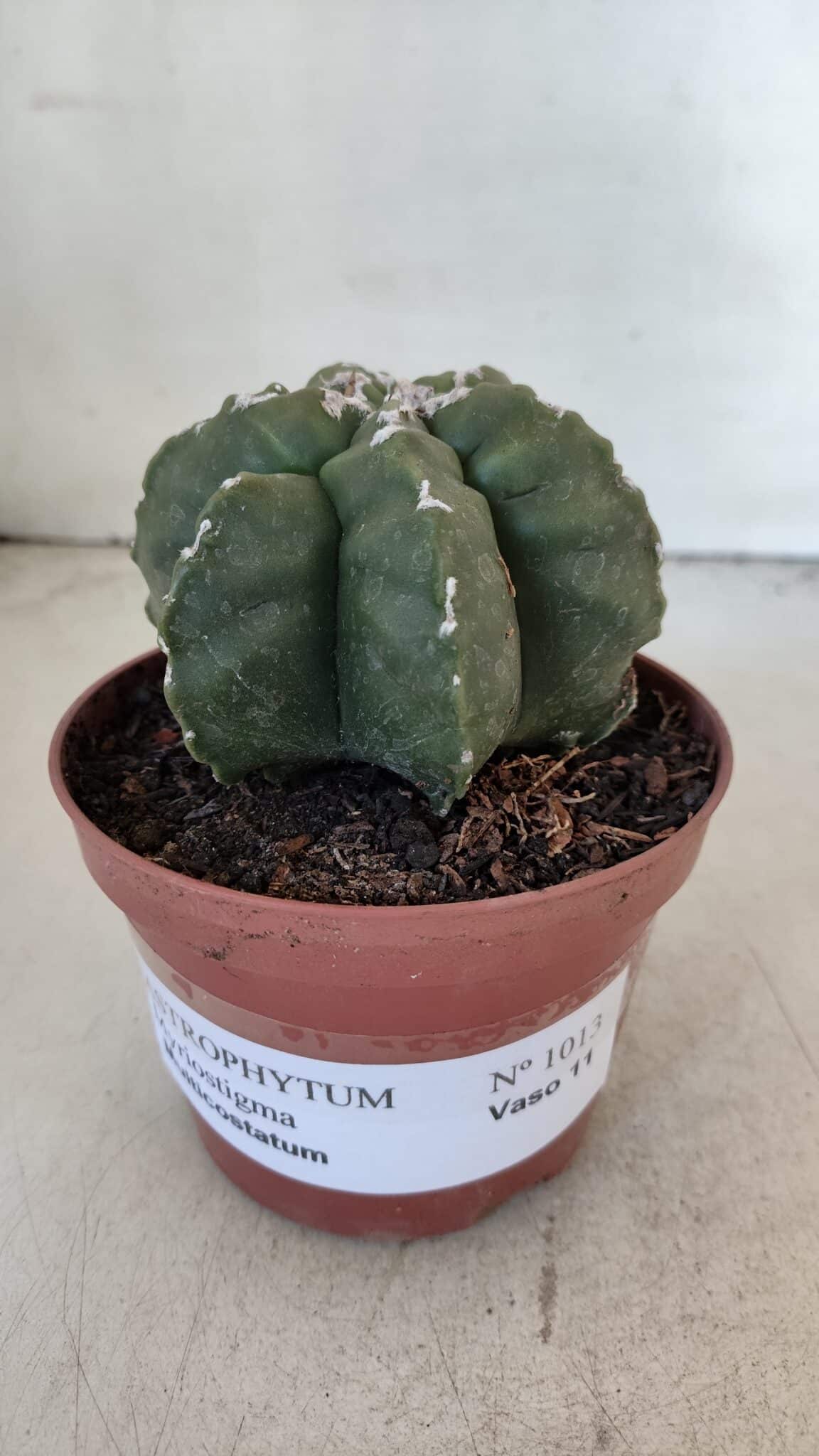 ASTROPHYTUM MYRIOSTIGMA "Multicostatum - 6 quinas "  Nº 1013 – vaso 11