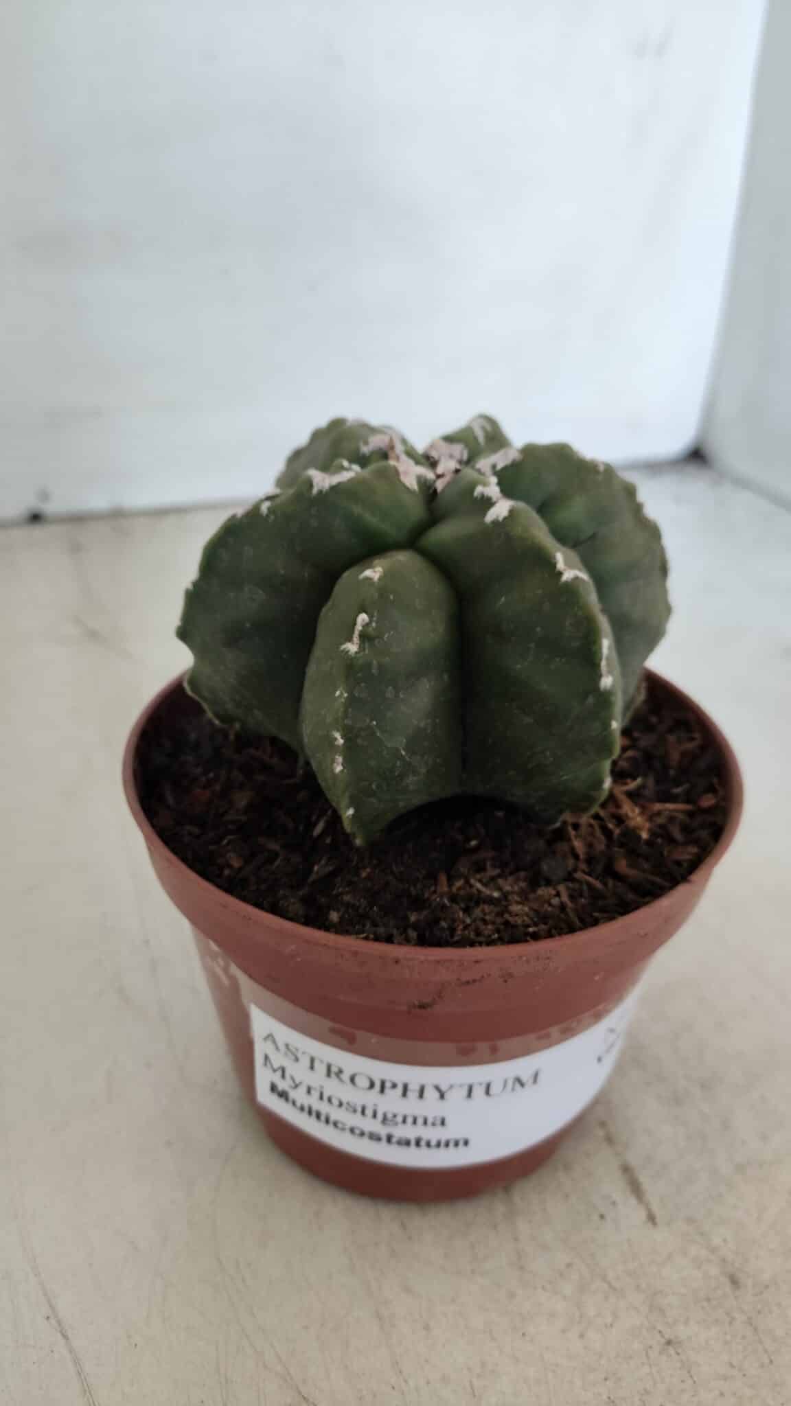 ASTROPHYTUM MYRIOSTIGMA "Multicostatum - 6 quinas "  Nº 1013 – vaso 11